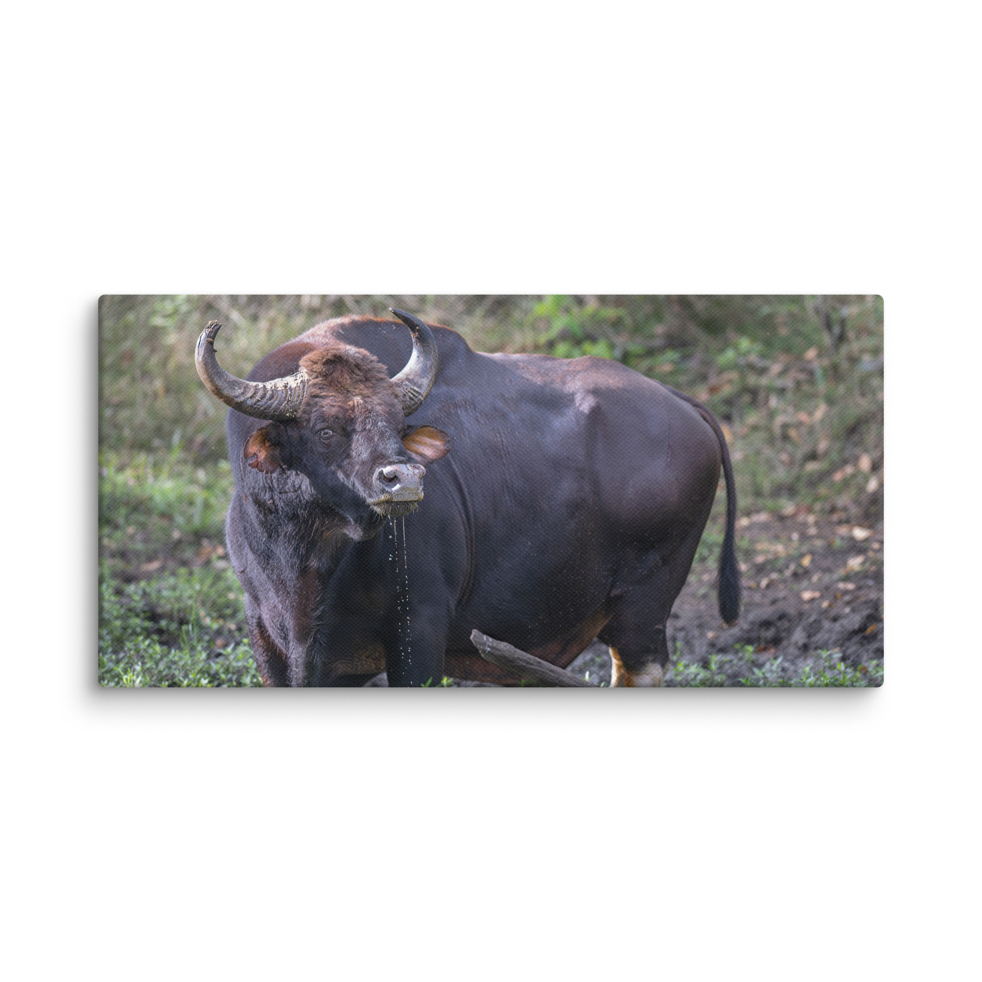 Indian Bison! Canvas - Image 6