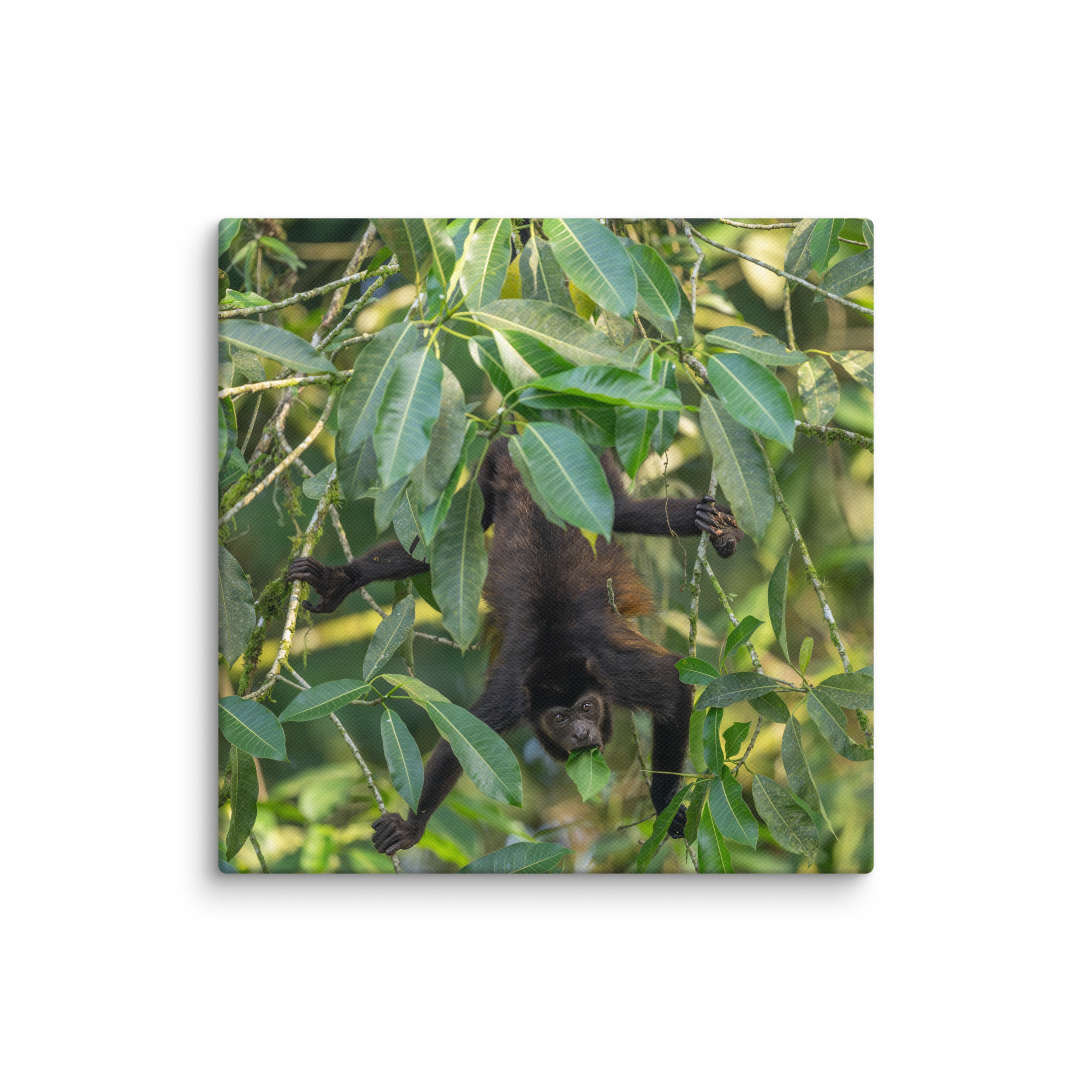 Howler monkey! Canvas - Image 7