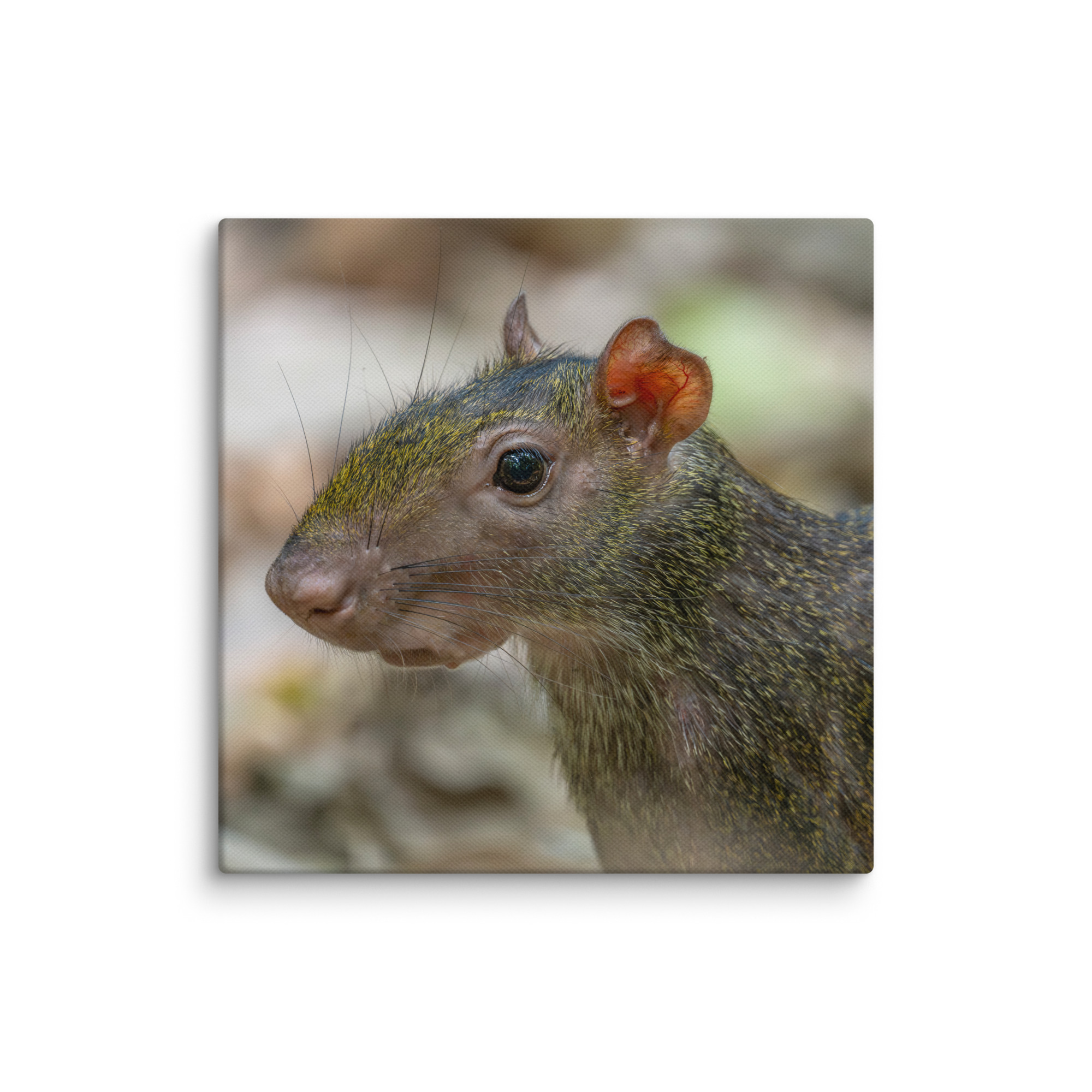 Agouti! Canvas - Image 7