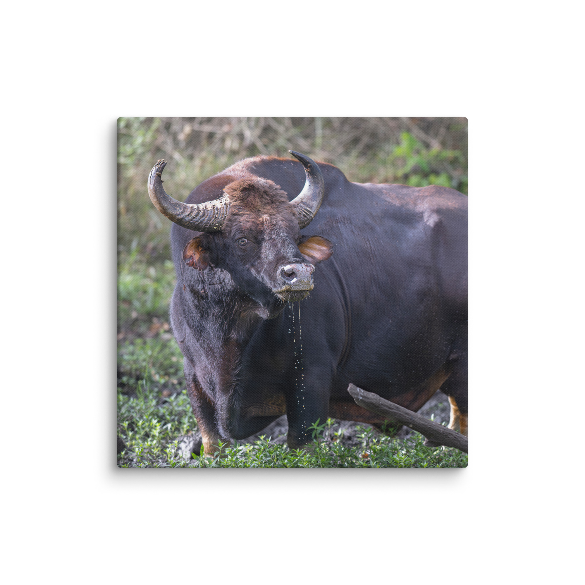 Indian Bison! Canvas - Image 7