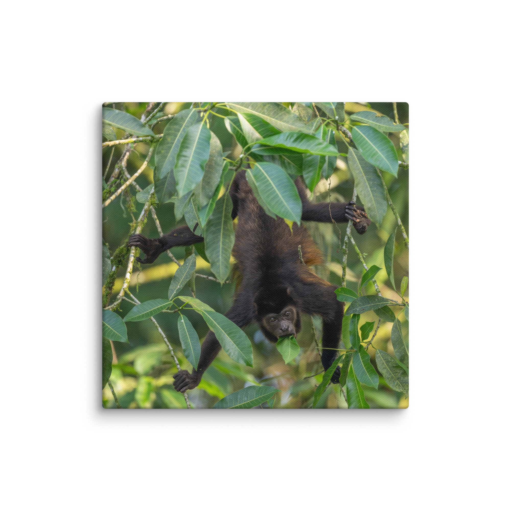 Howler monkey! Canvas - Image 23