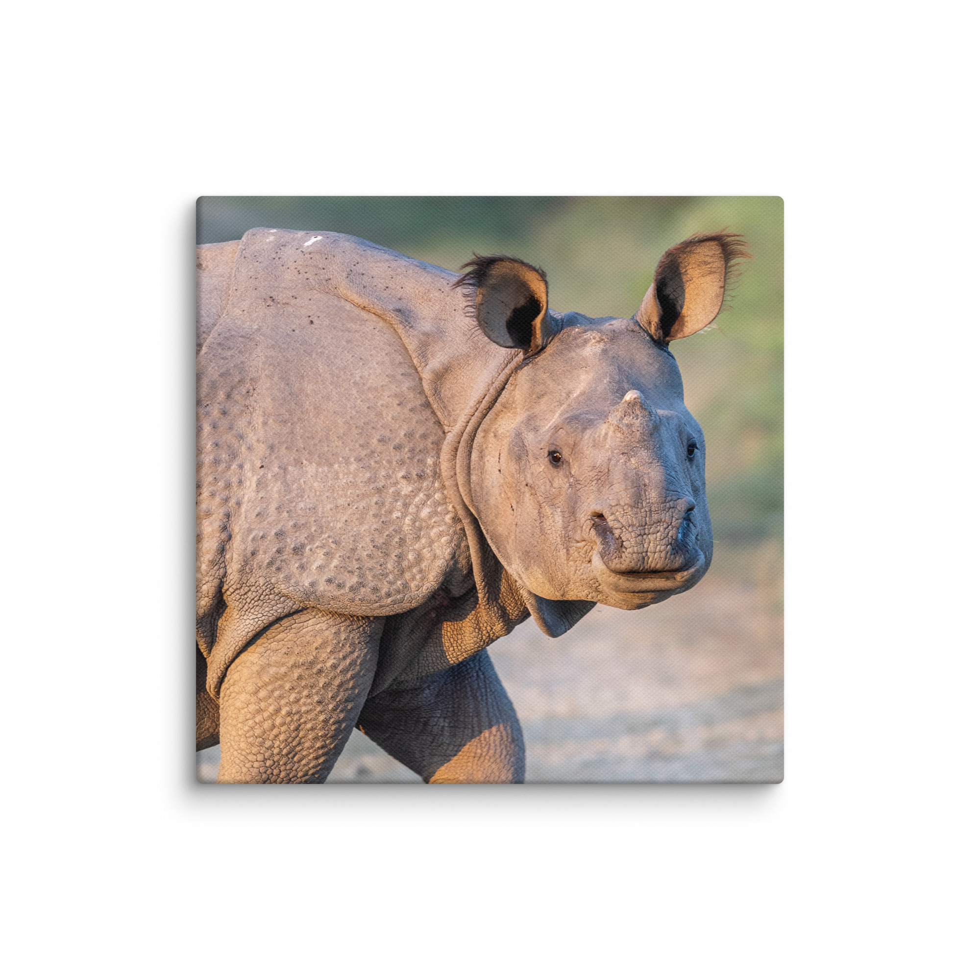 Indian rhinoceros! Canvas - Image 26
