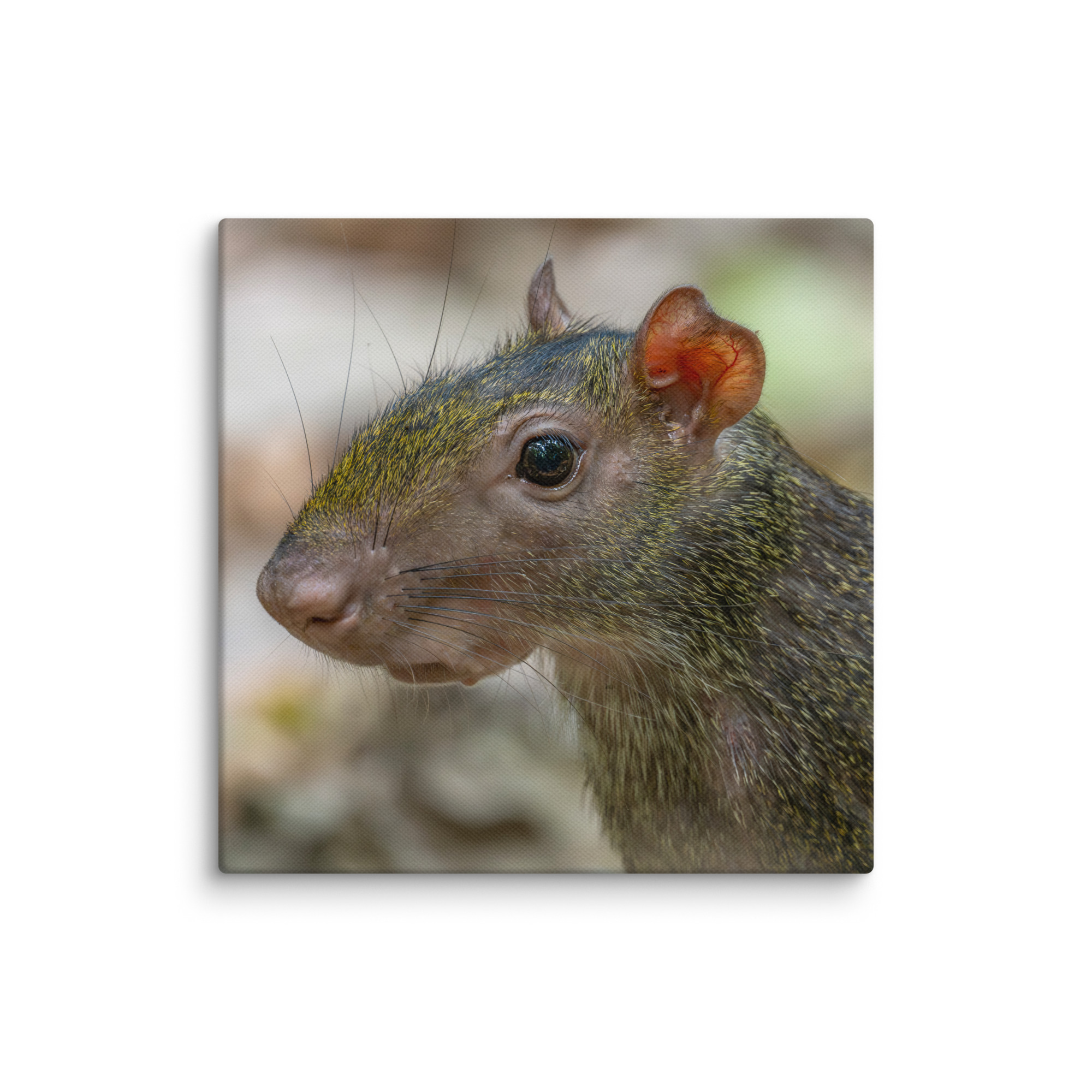 Agouti! Canvas - Image 26