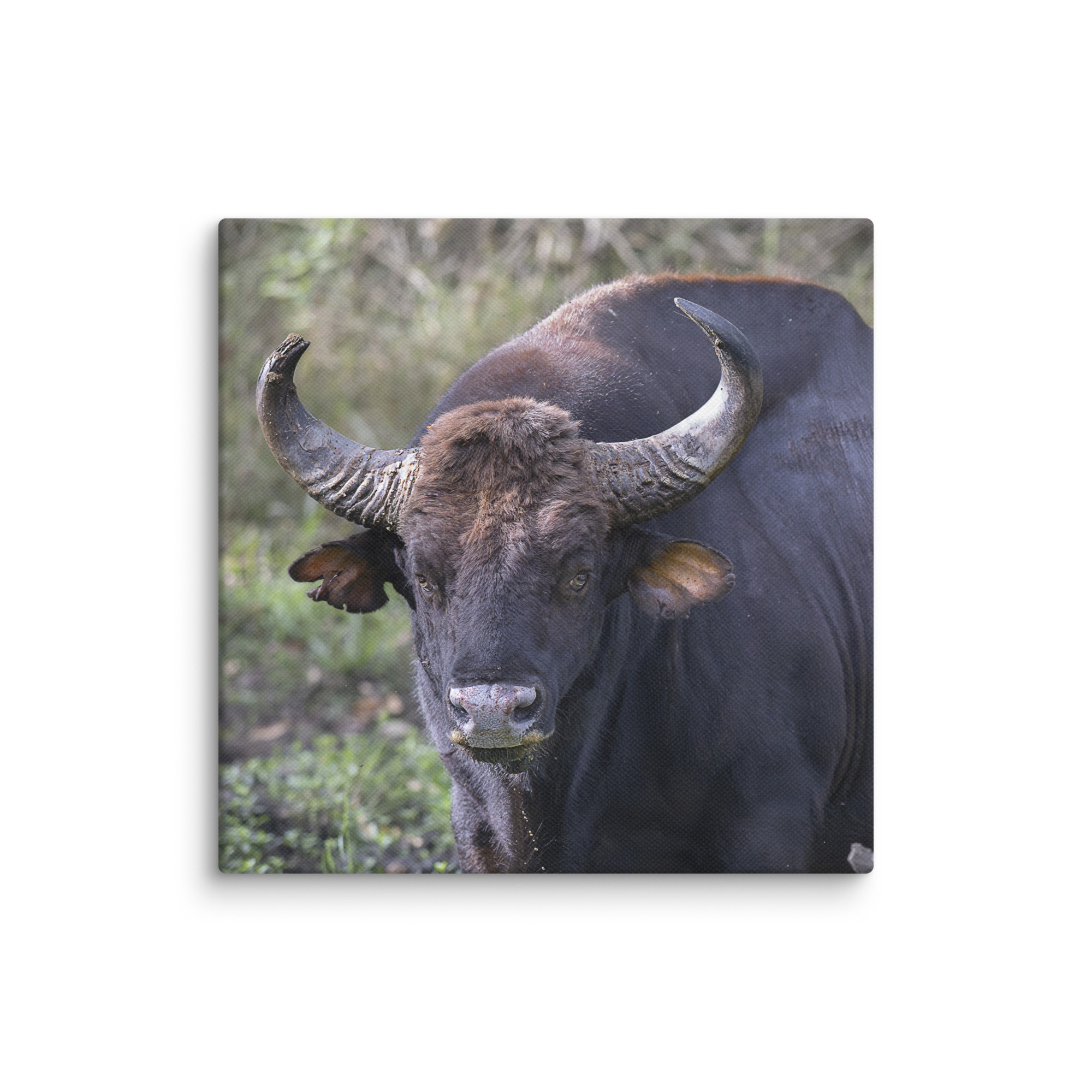 Gaur! Canvas - Image 21