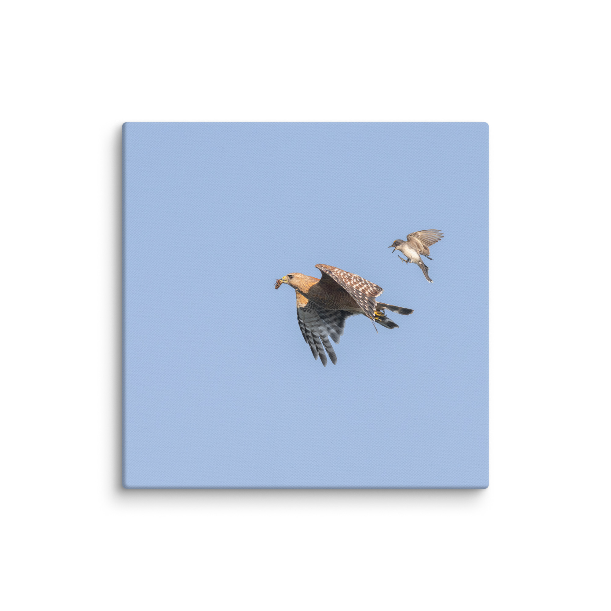 Eastern kingbird after Red-shouldered hawk! Canvas - Image 26