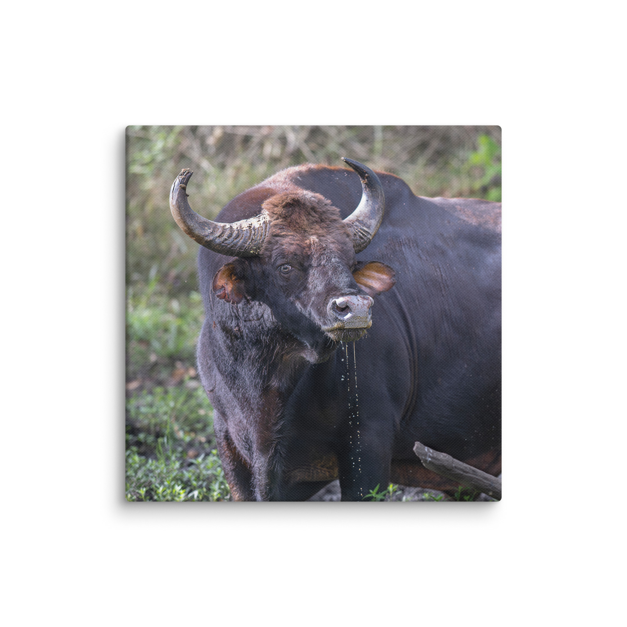 Indian Bison! Canvas - Image 26