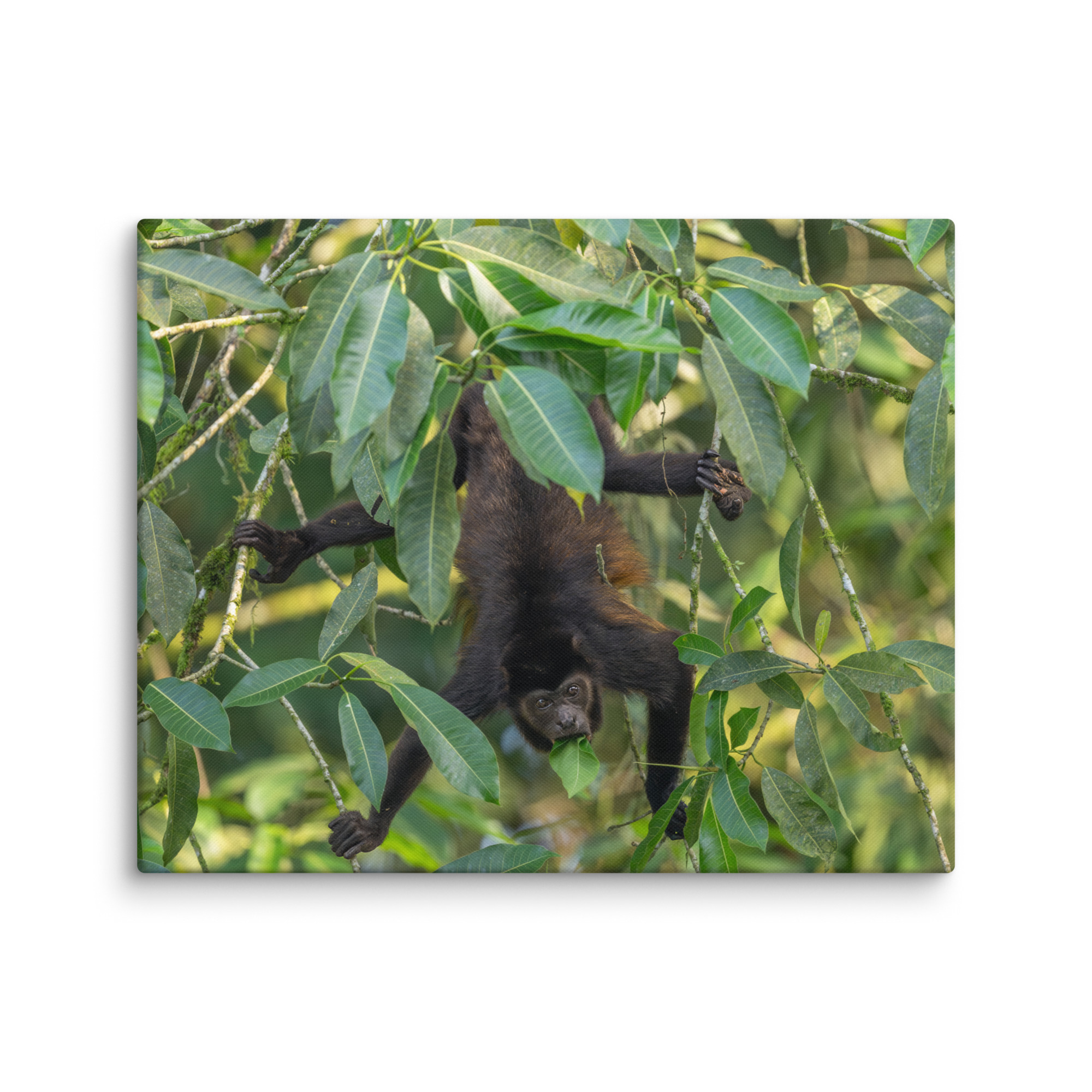 Howler monkey! Canvas - Image 24