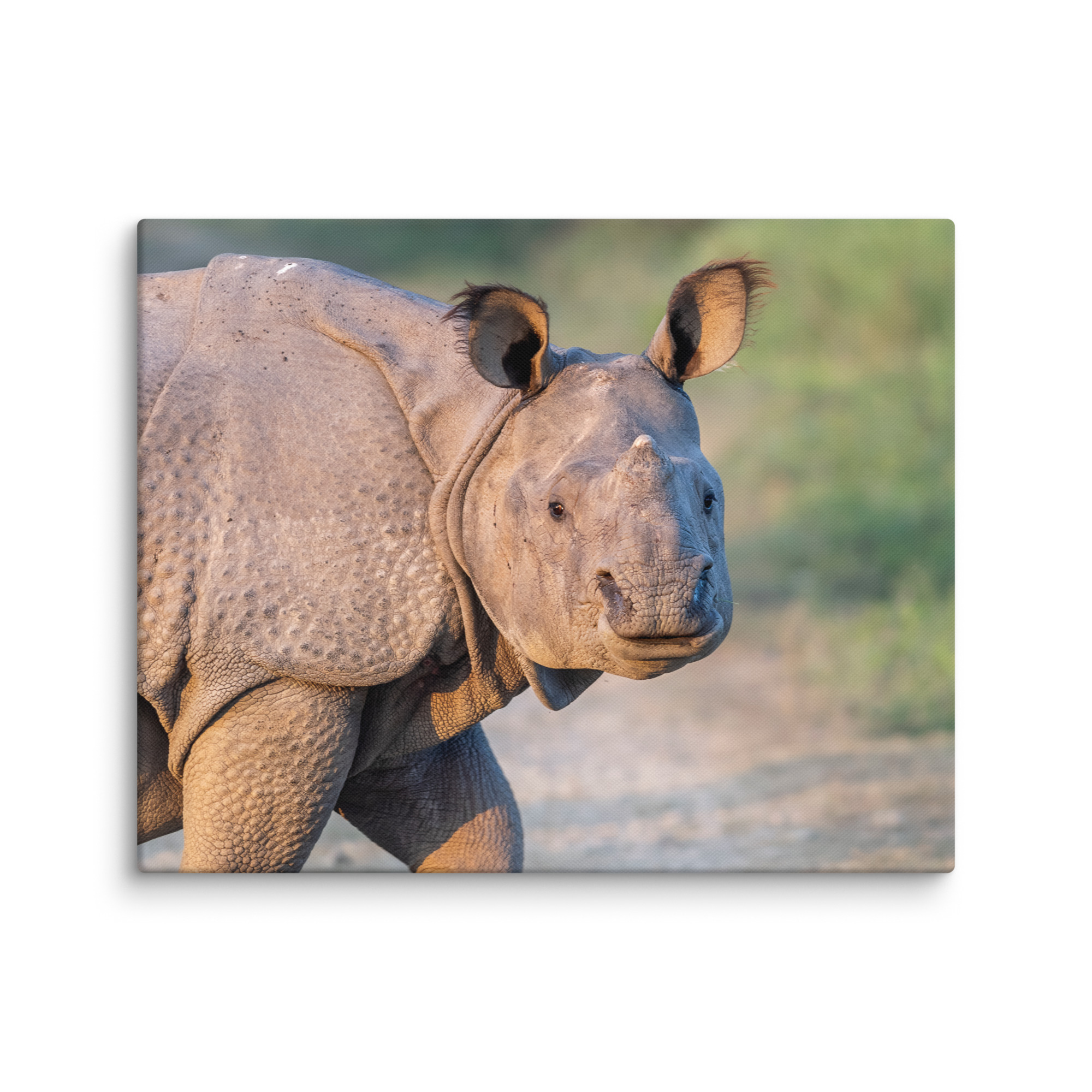 Indian rhinoceros! Canvas - Image 27