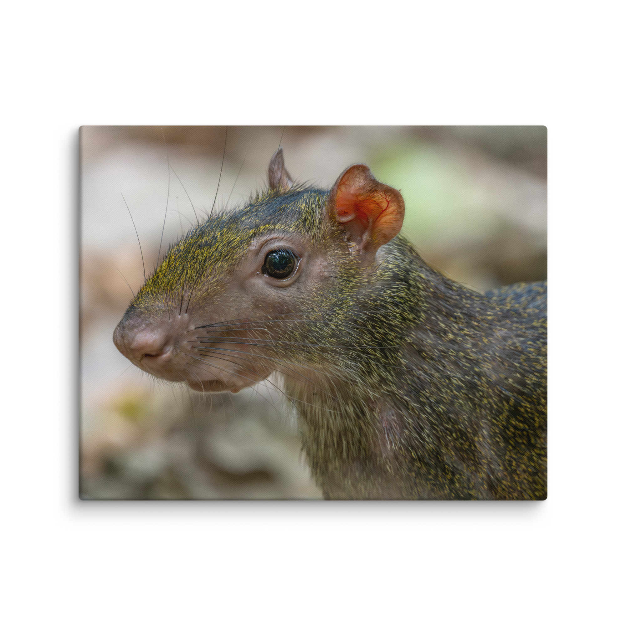 Agouti! Canvas - Image 27