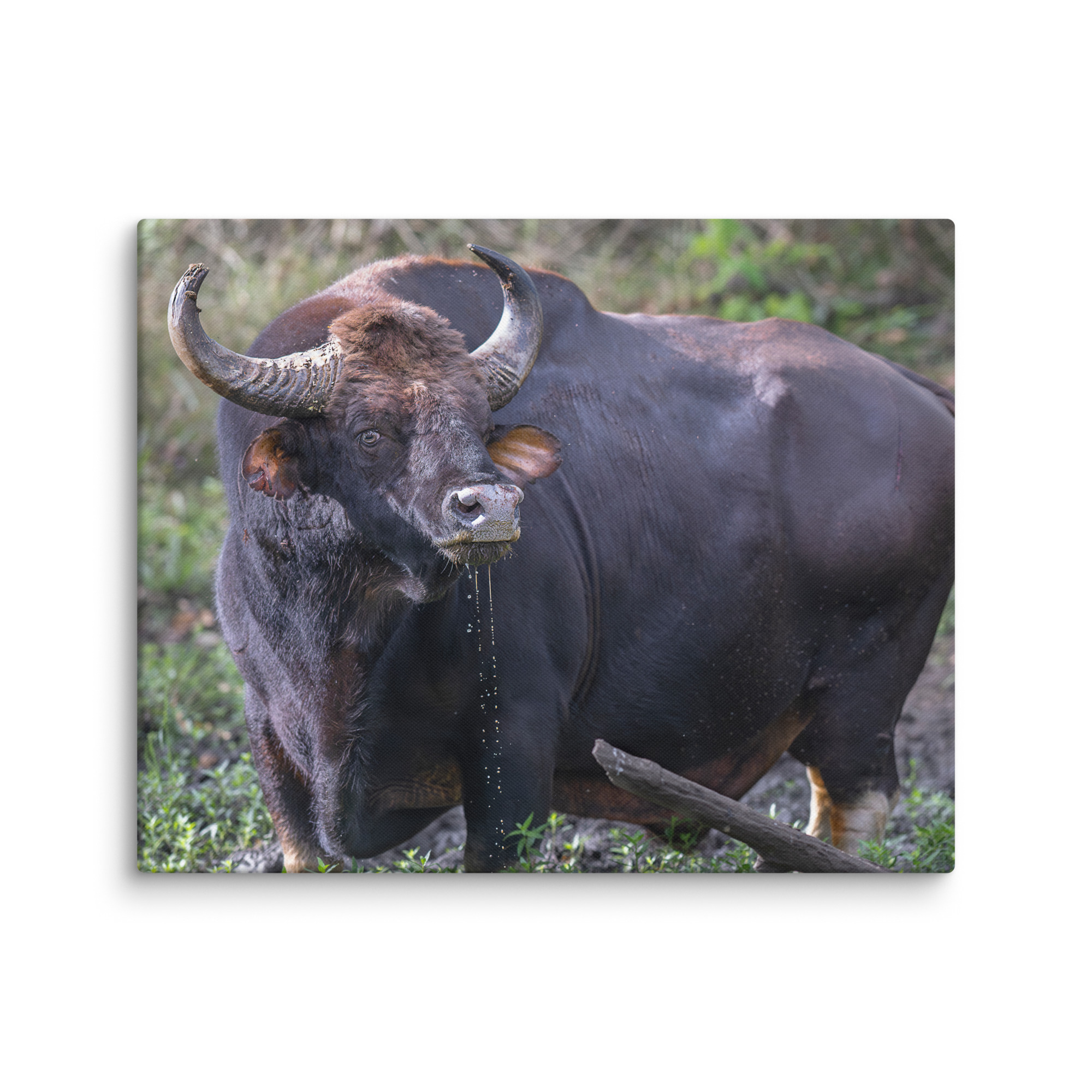 Indian Bison! Canvas - Image 27