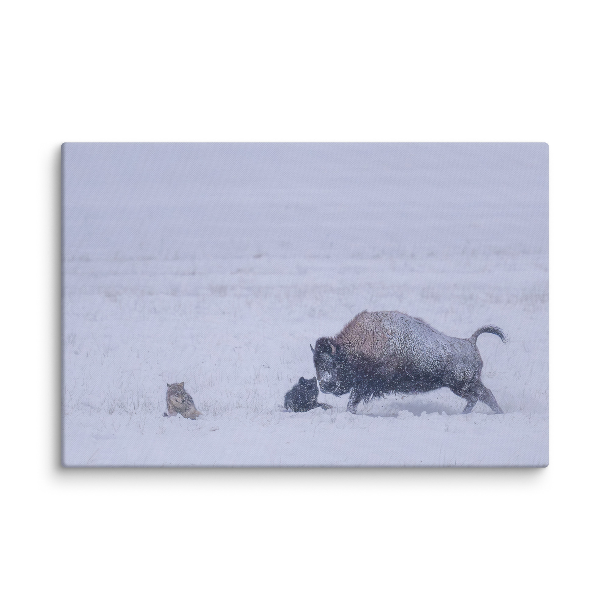Bison & Wolf! Canvas - Image 8