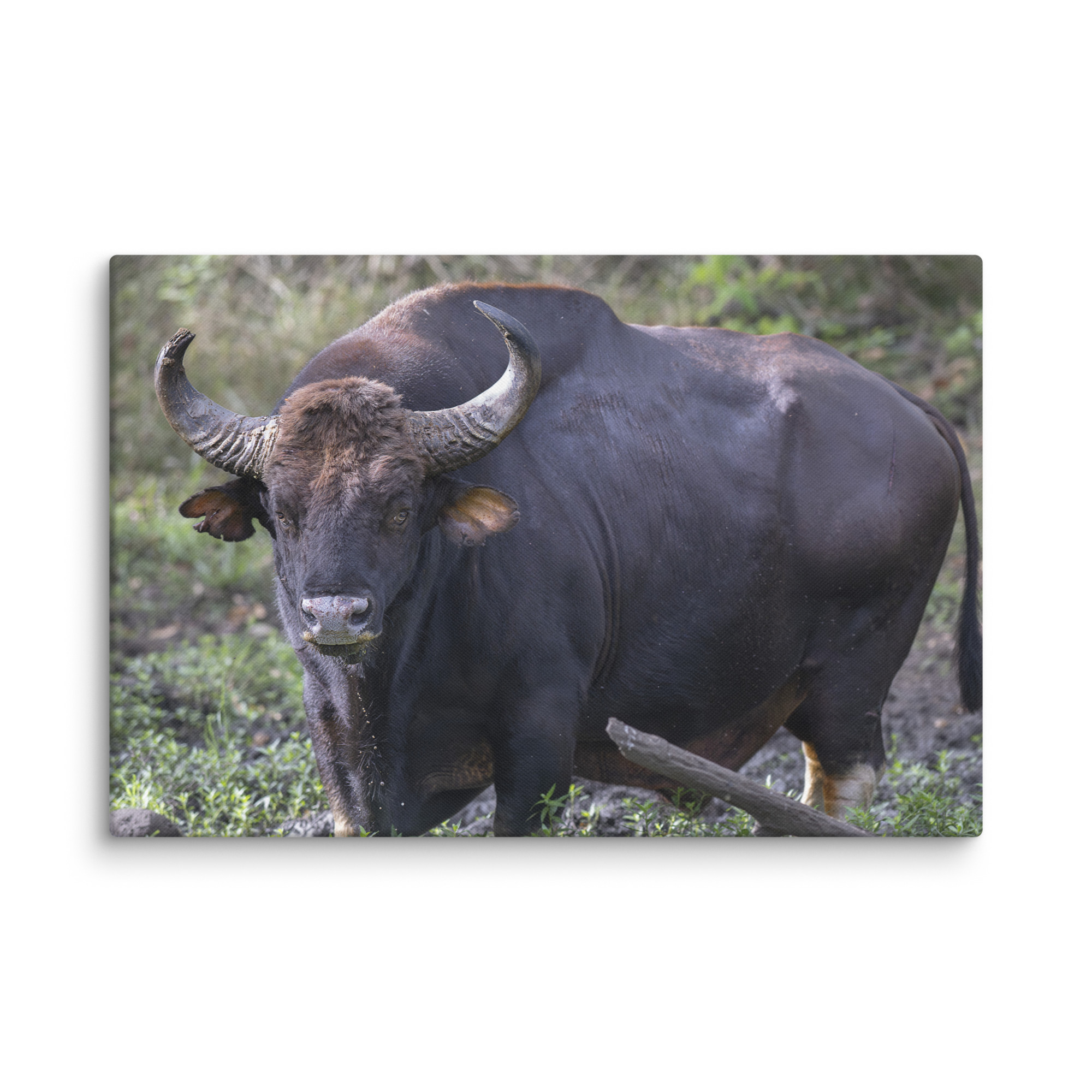 Gaur! Canvas - Image 8