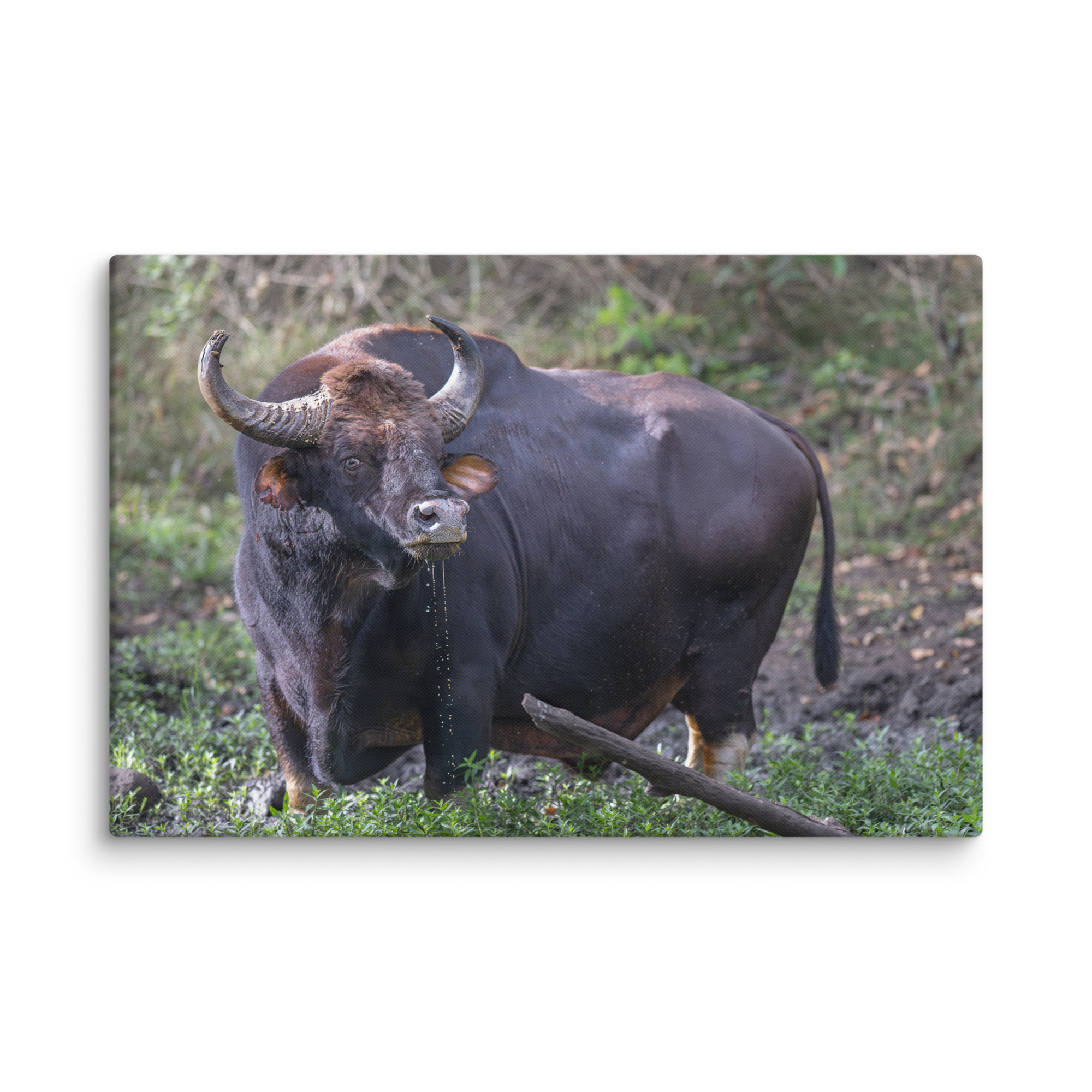 Indian Bison! Canvas - Image 8