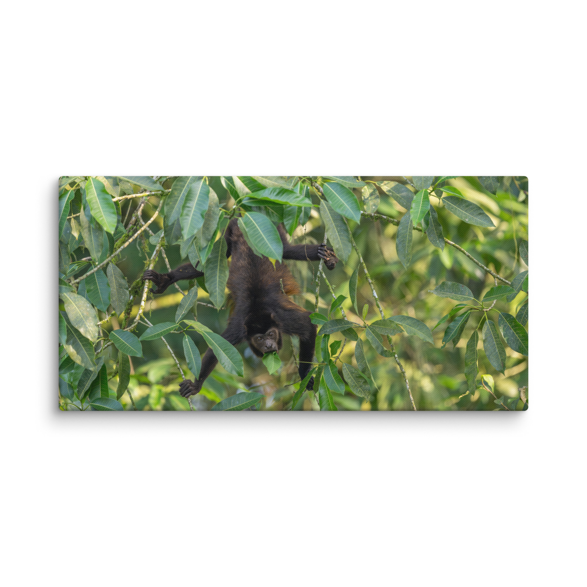 Howler monkey! Canvas - Image 9