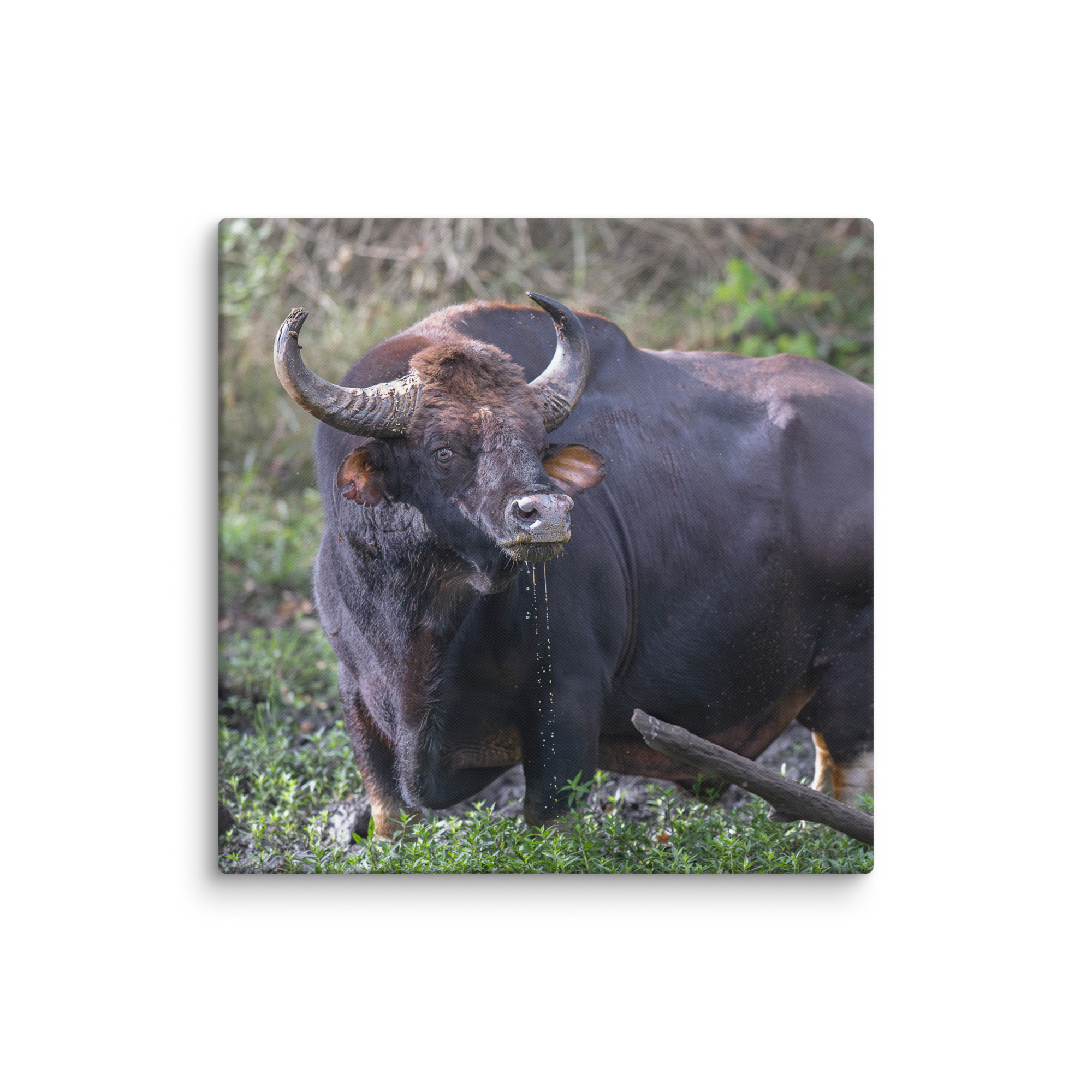 Indian Bison! Canvas - Image 9