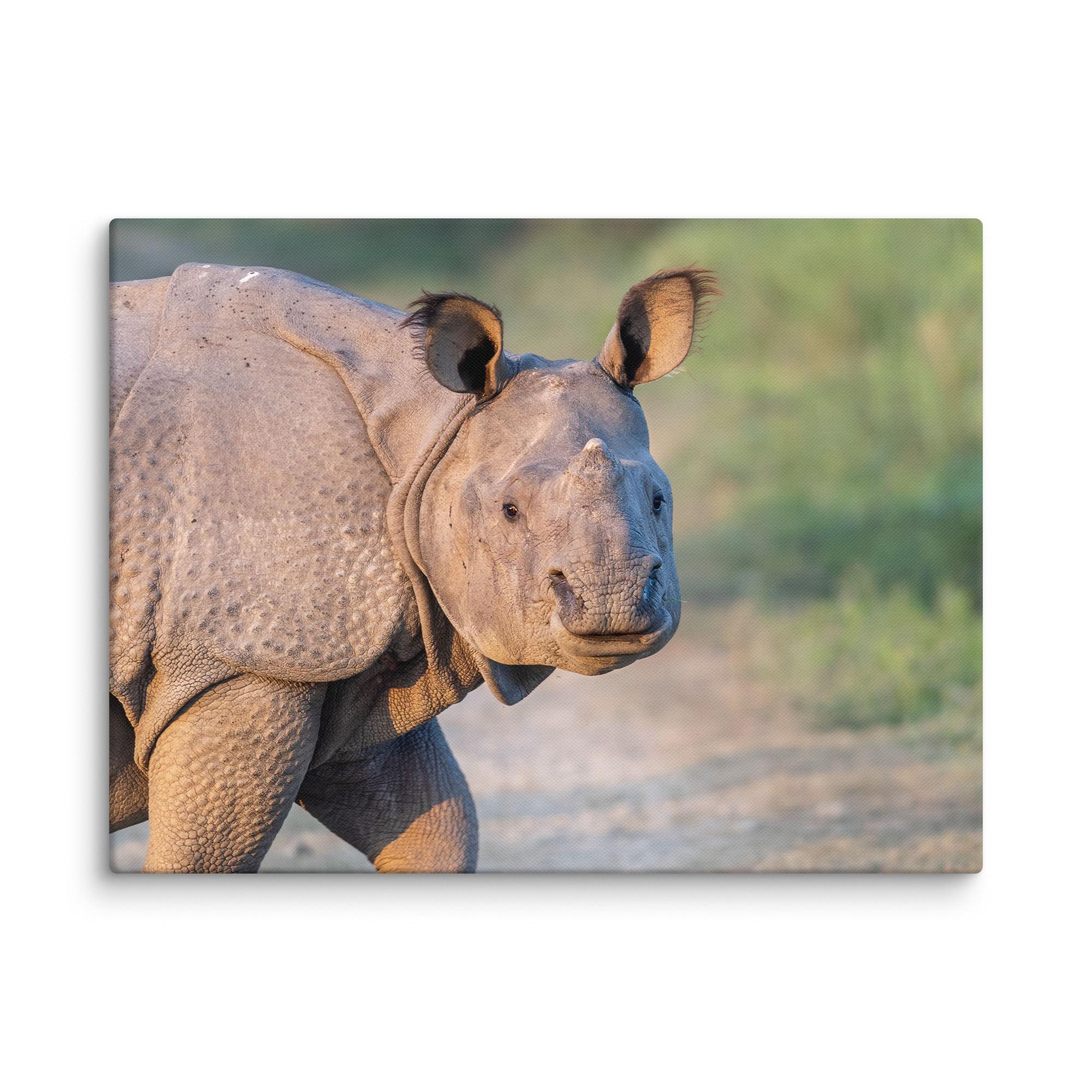 Indian rhinoceros! Canvas - Image 28
