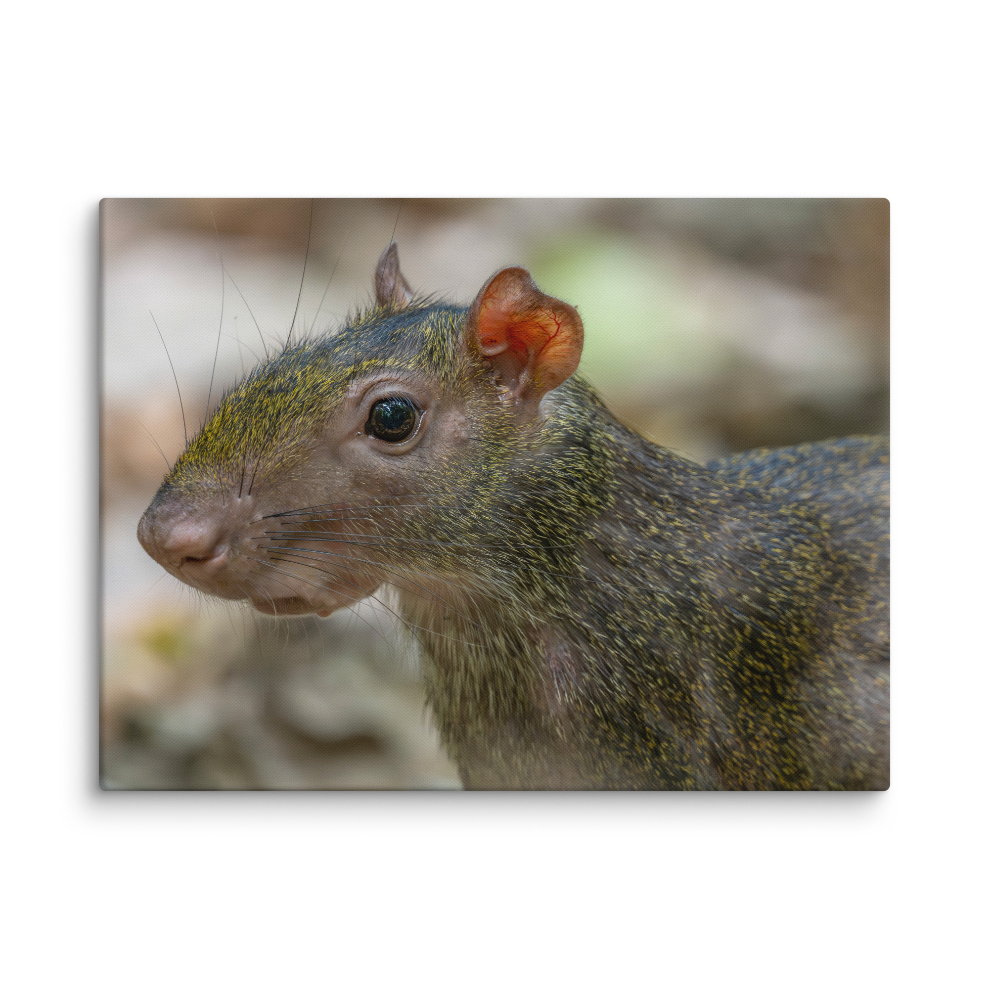 Agouti! Canvas - Image 28