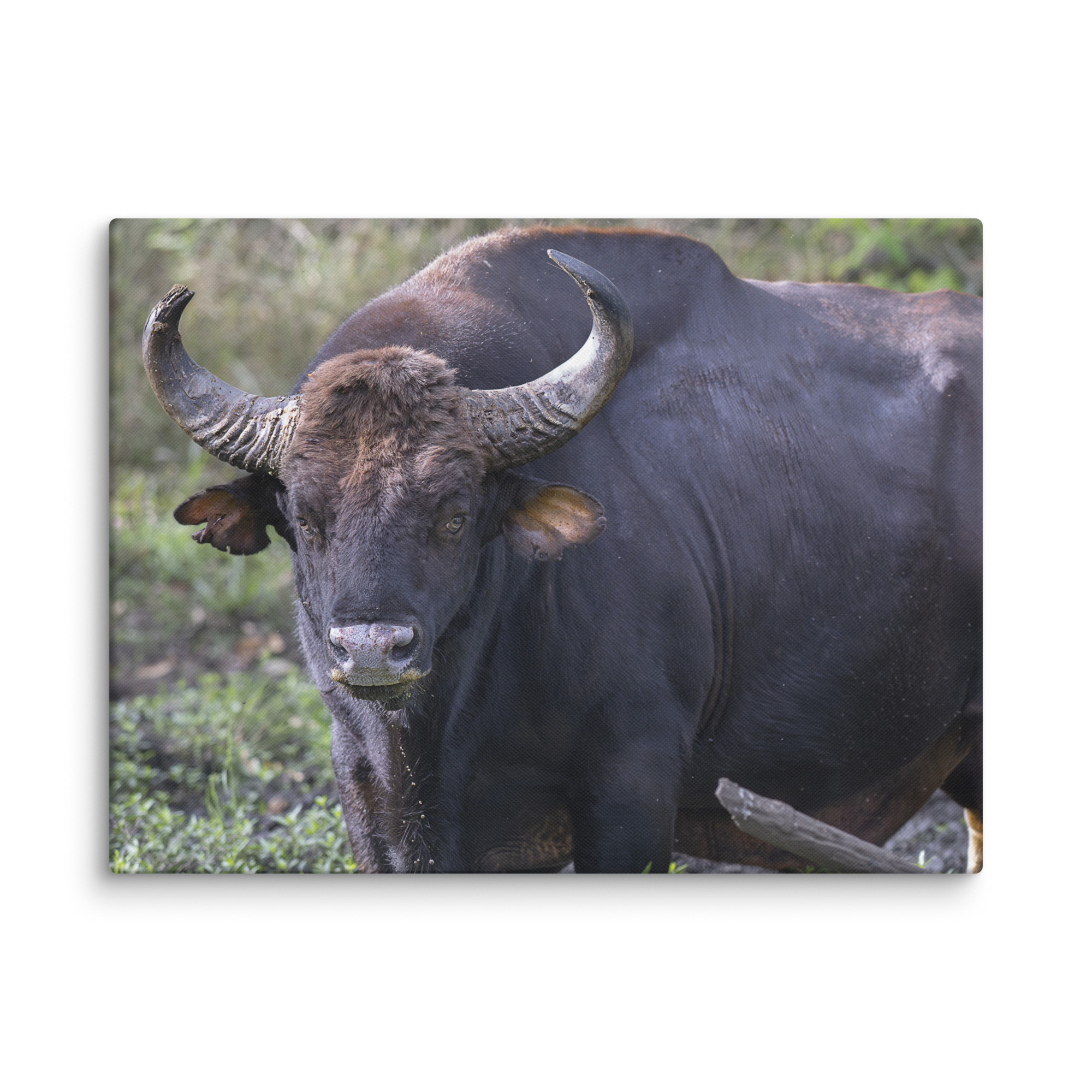 Gaur! Canvas - Image 23
