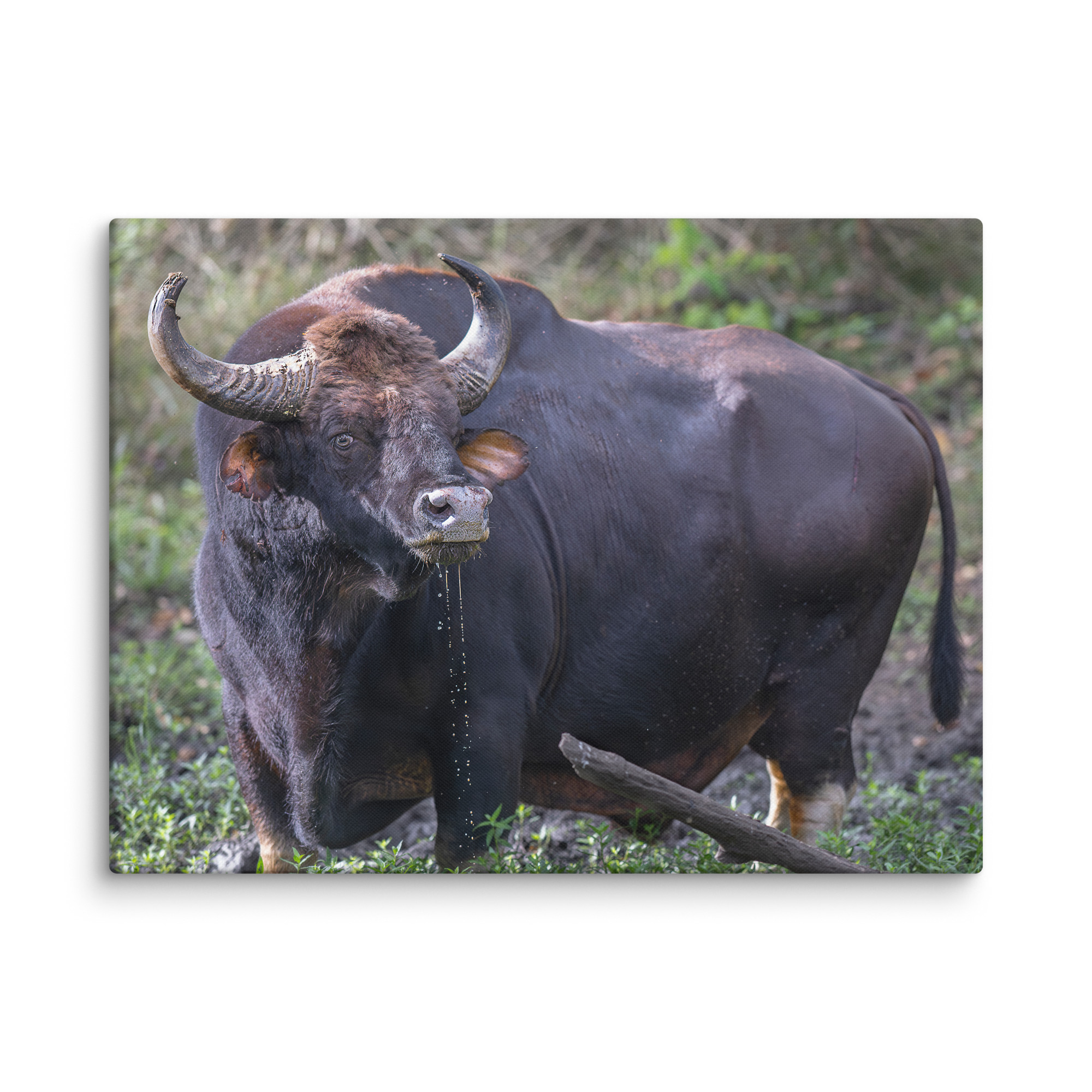 Indian Bison! Canvas - Image 28