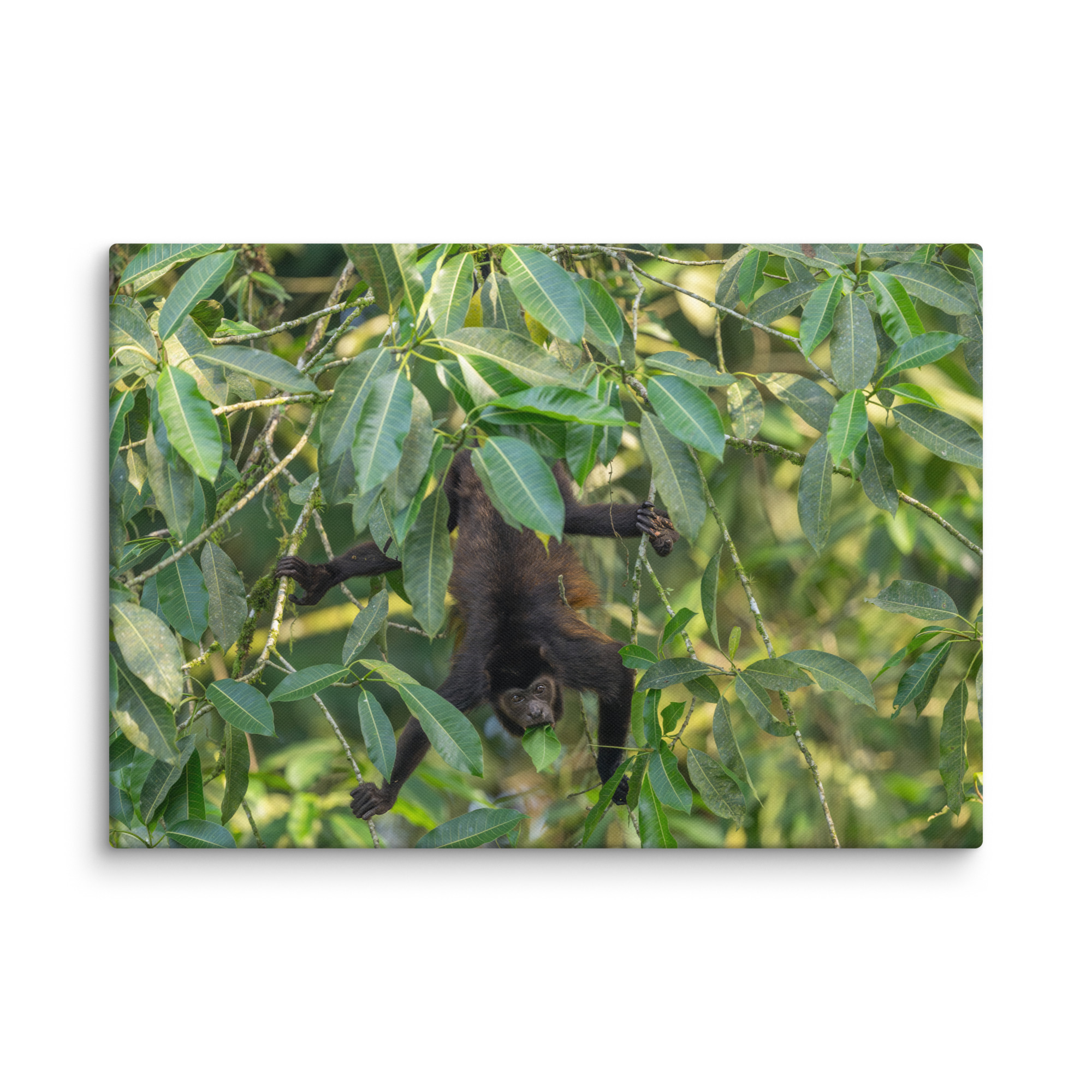 Howler monkey! Canvas - Image 11