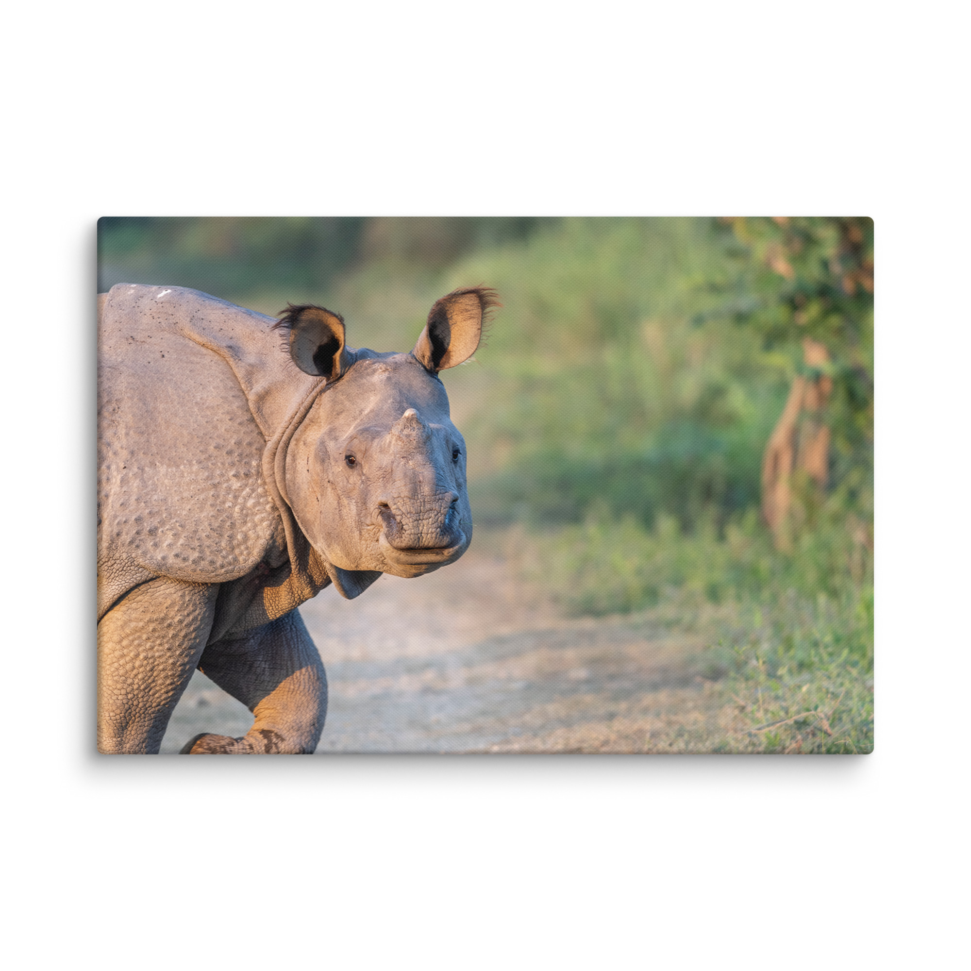Indian rhinoceros! Canvas - Image 10