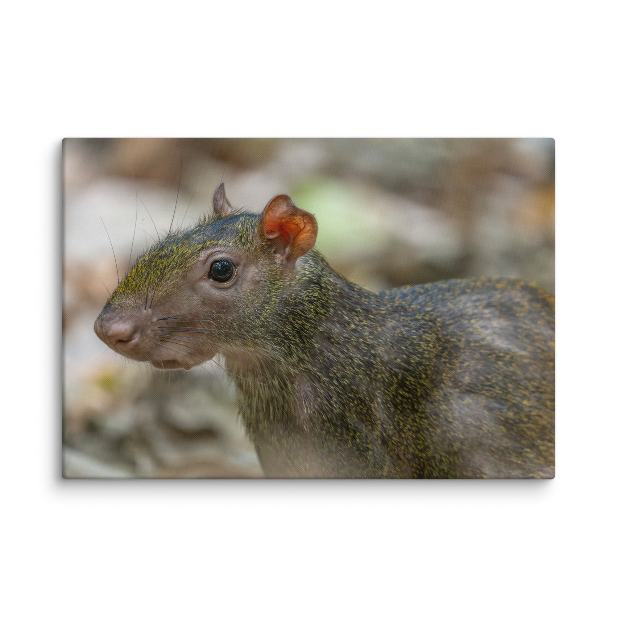 Agouti! Canvas - Image 10