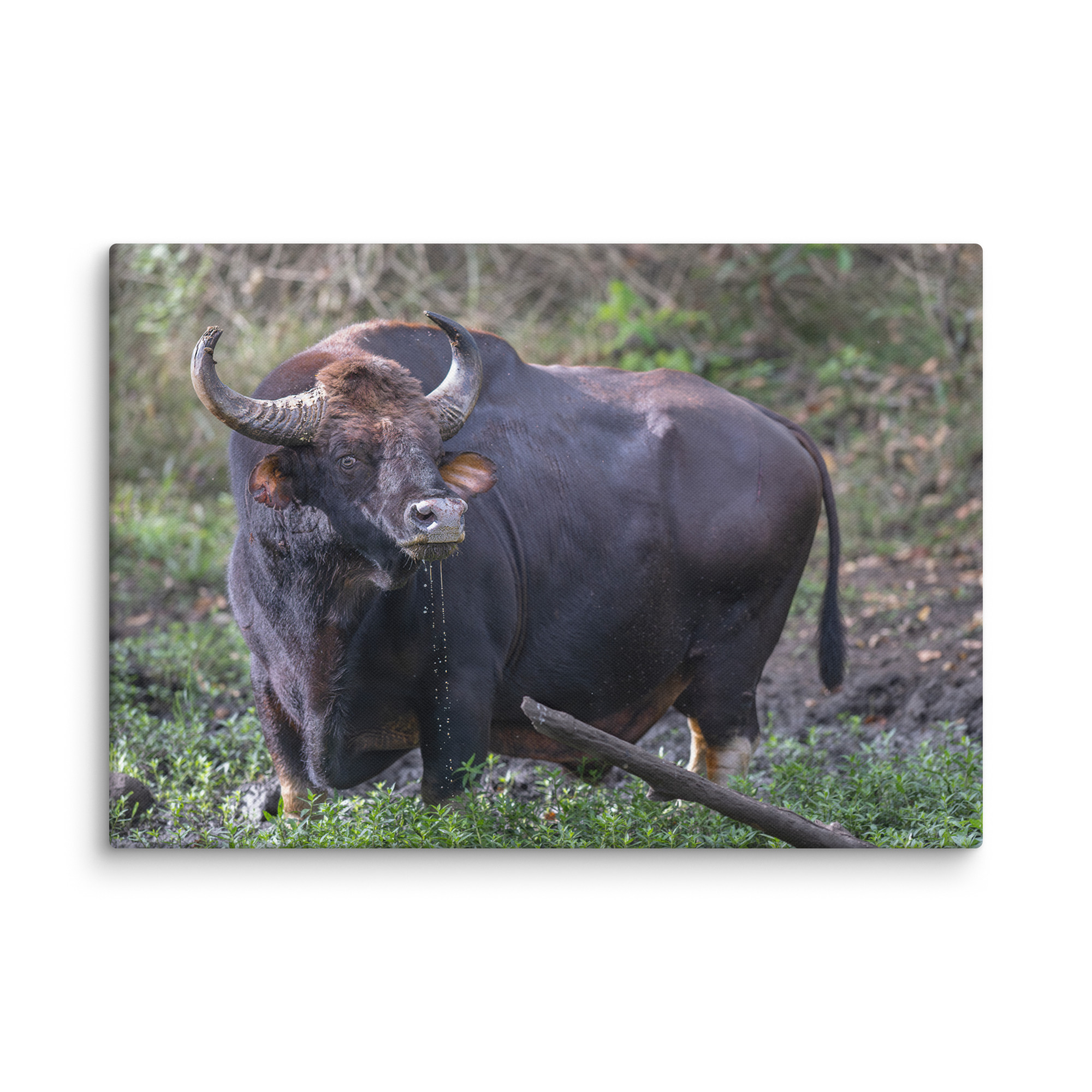 Indian Bison! Canvas - Image 10