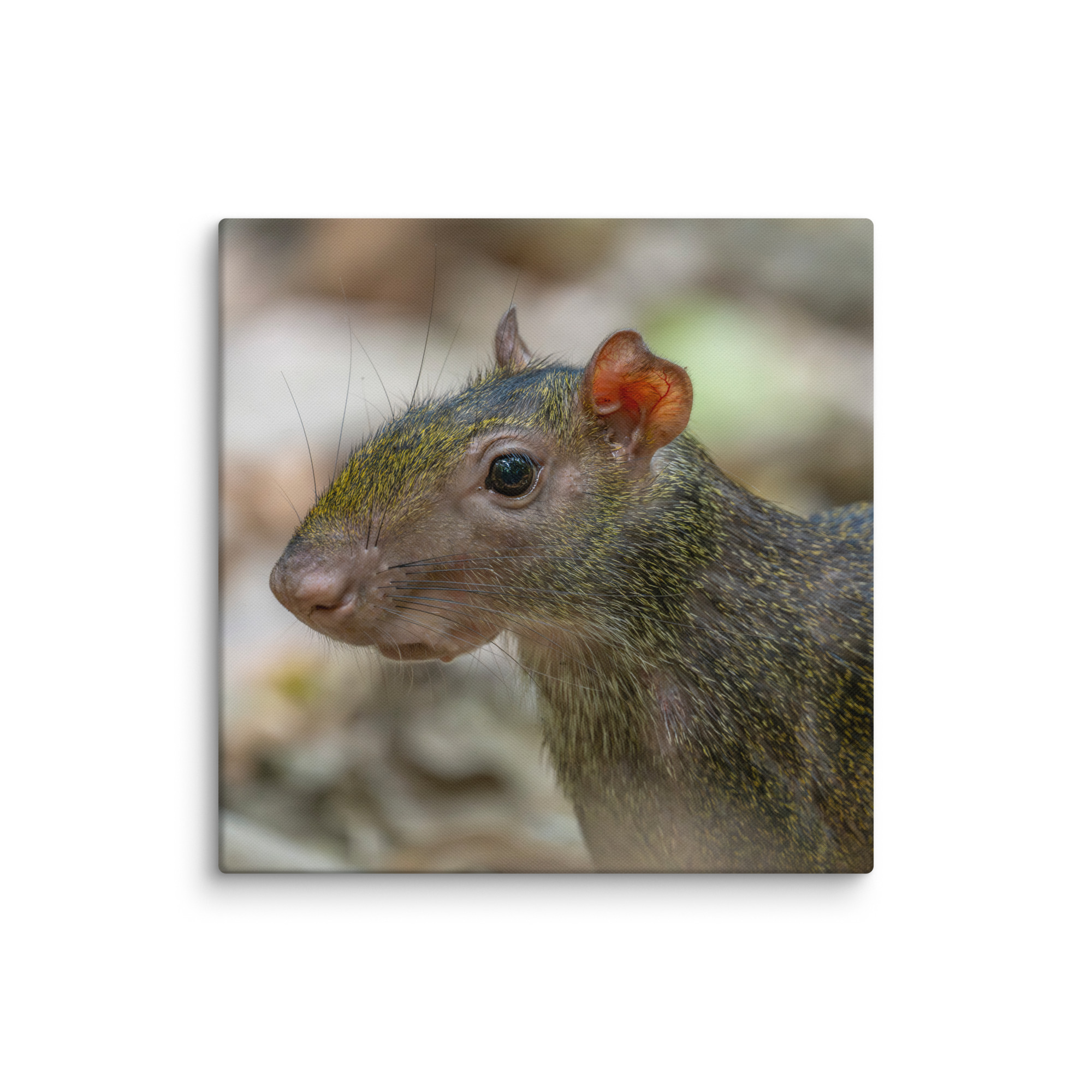 Agouti! Canvas - Image 11