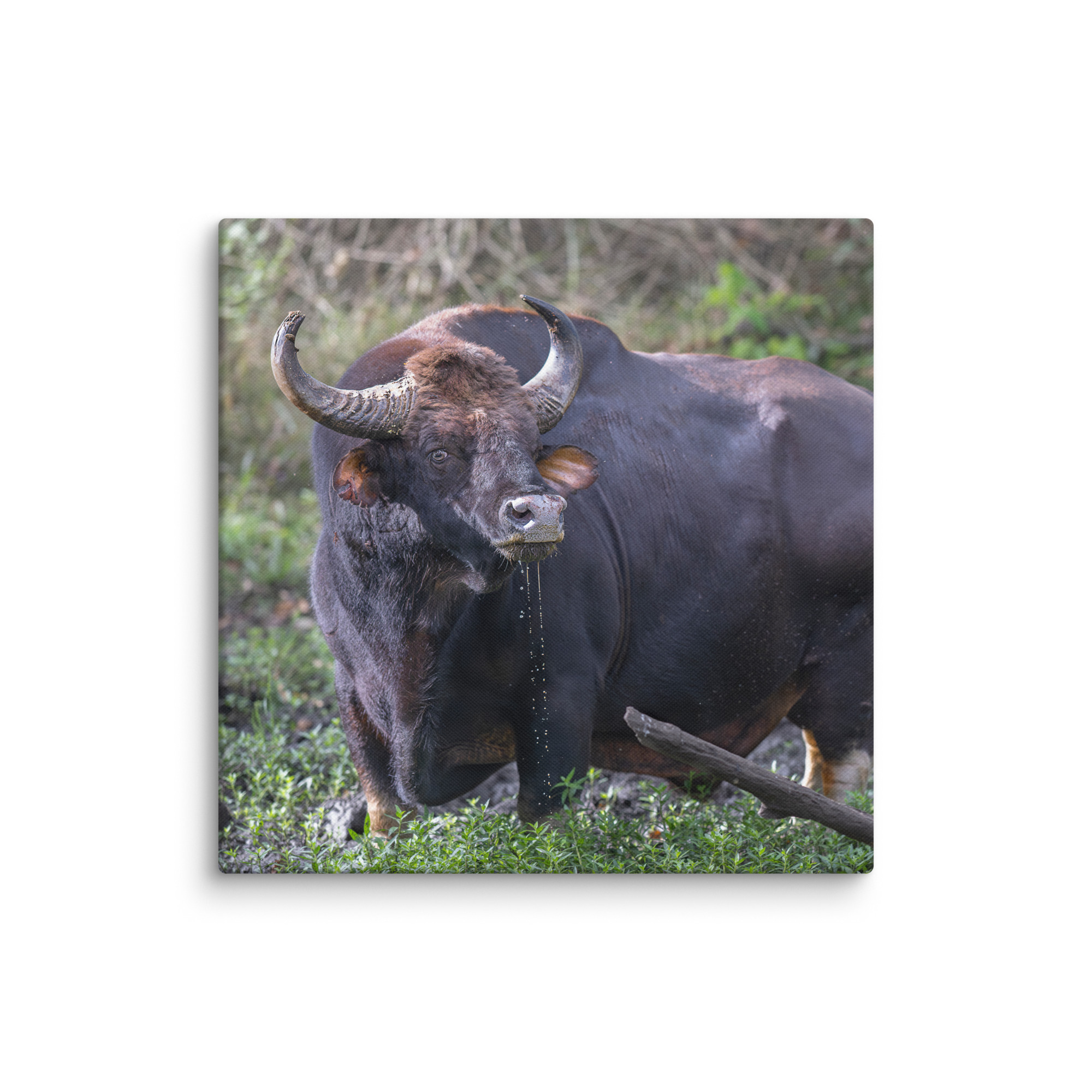 Indian Bison! Canvas - Image 11