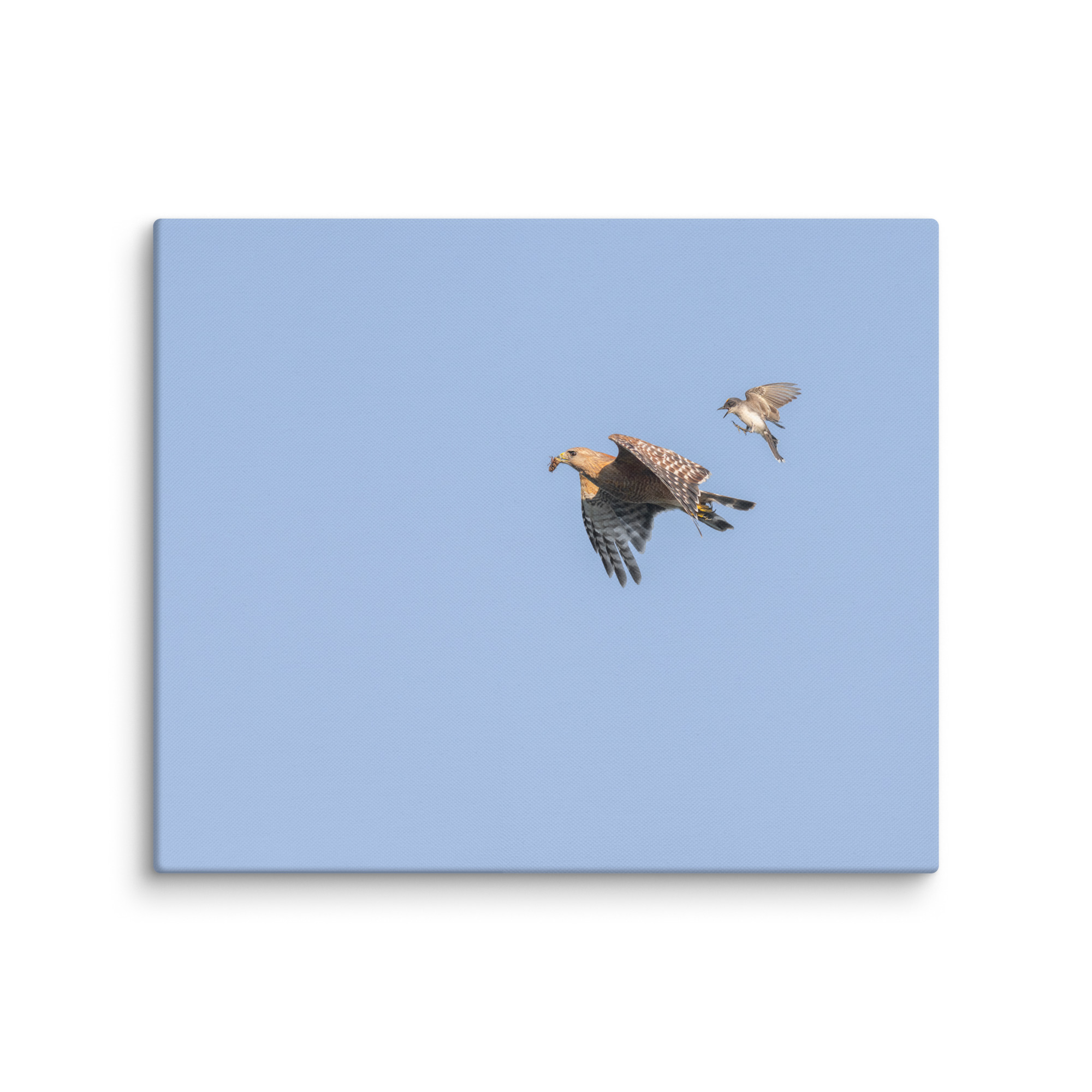 Eastern kingbird after Red-shouldered hawk! Canvas - Image 12