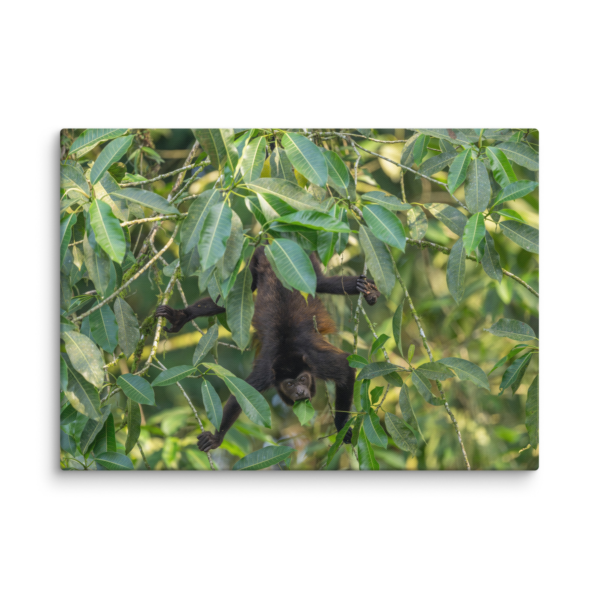 Howler monkey! Canvas - Image 14