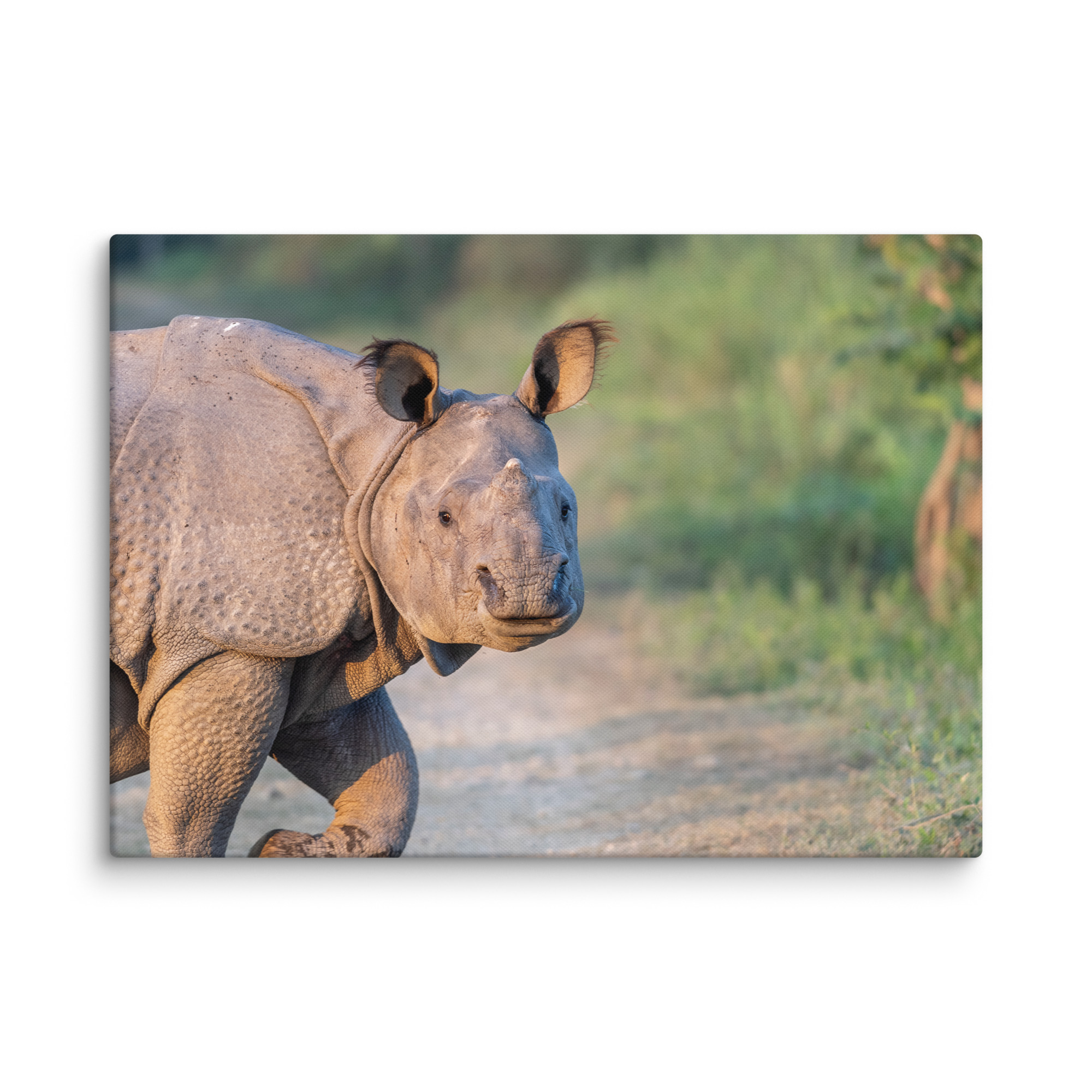 Indian rhinoceros! Canvas - Image 13