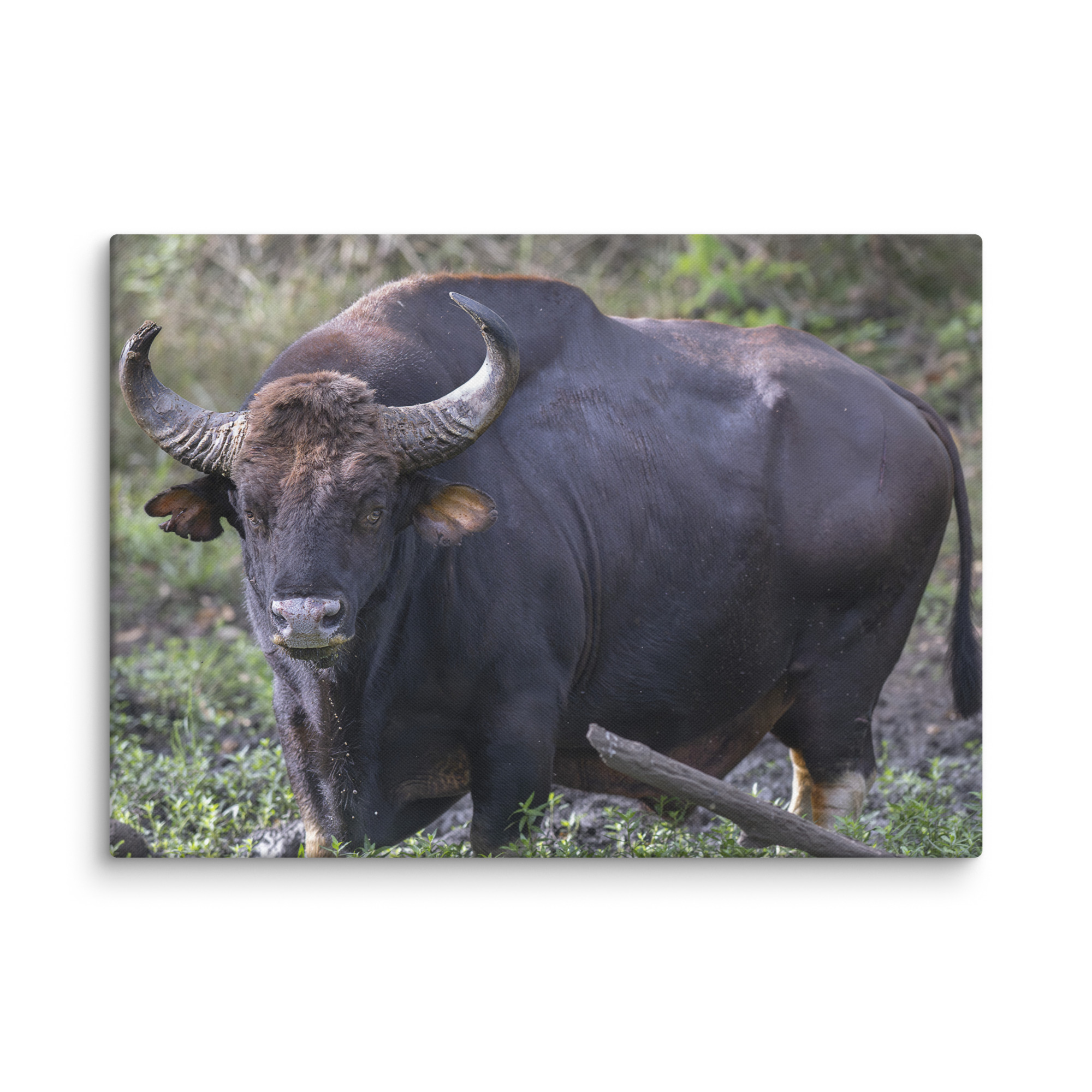 Gaur! Canvas - Image 13