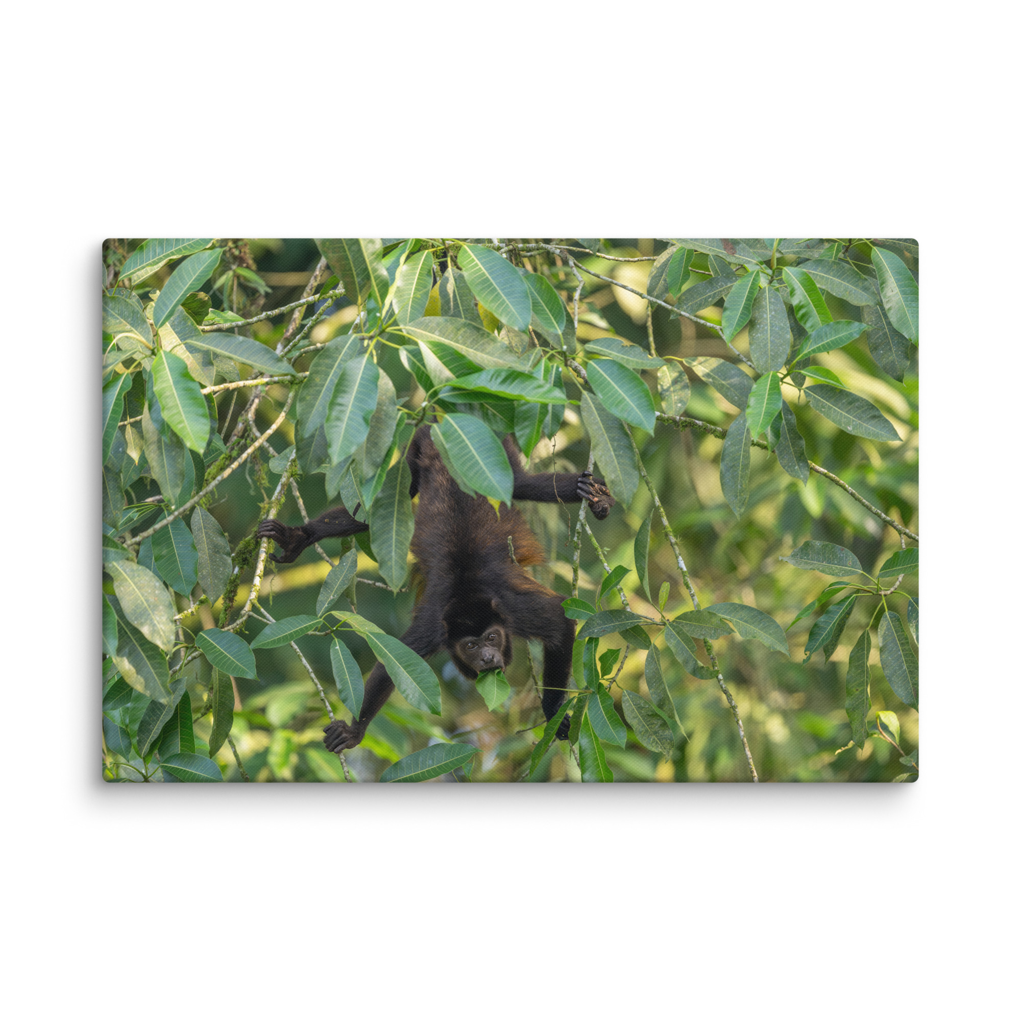 Howler monkey! Canvas - Image 15