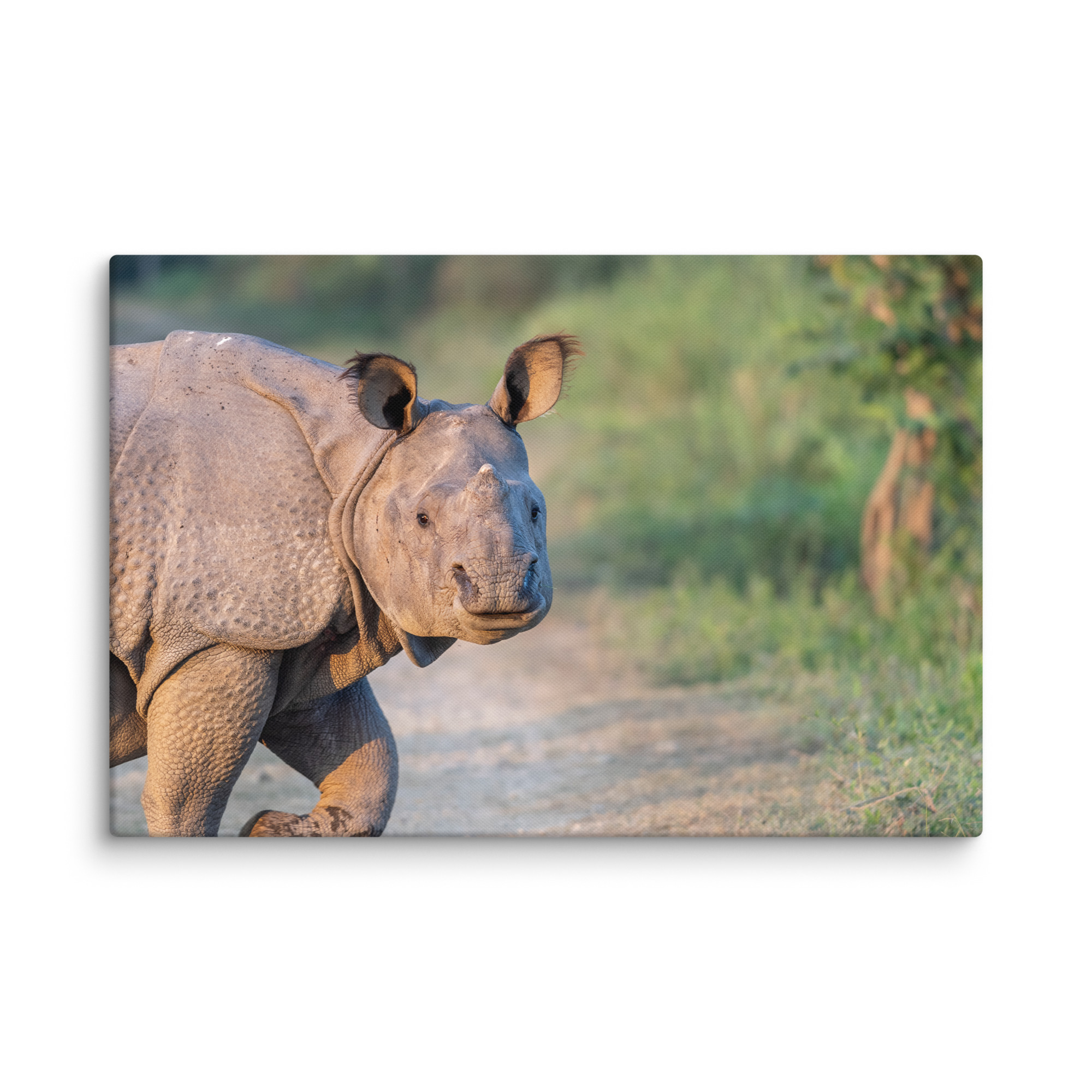 Indian rhinoceros! Canvas - Image 14