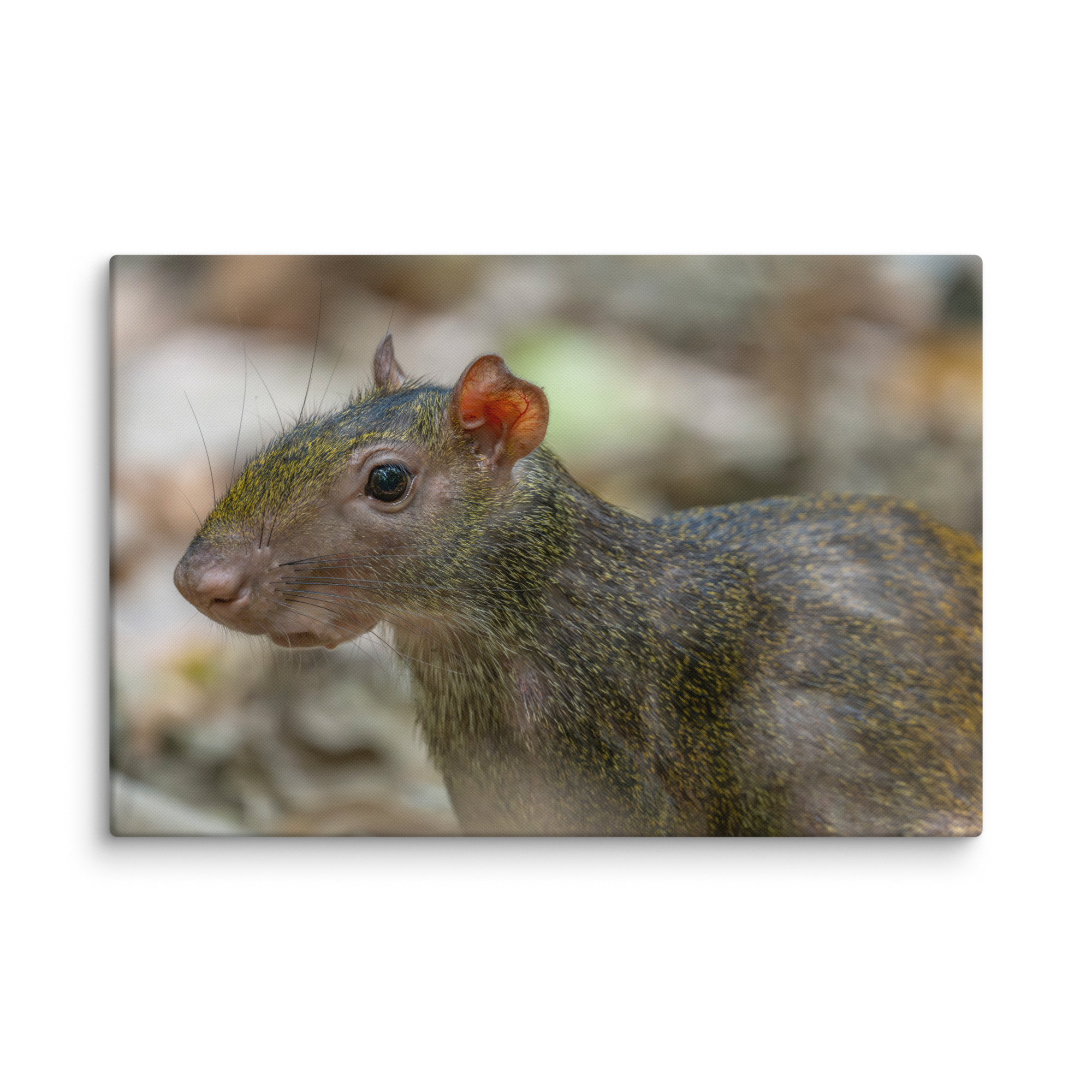 Agouti! Canvas - Image 14