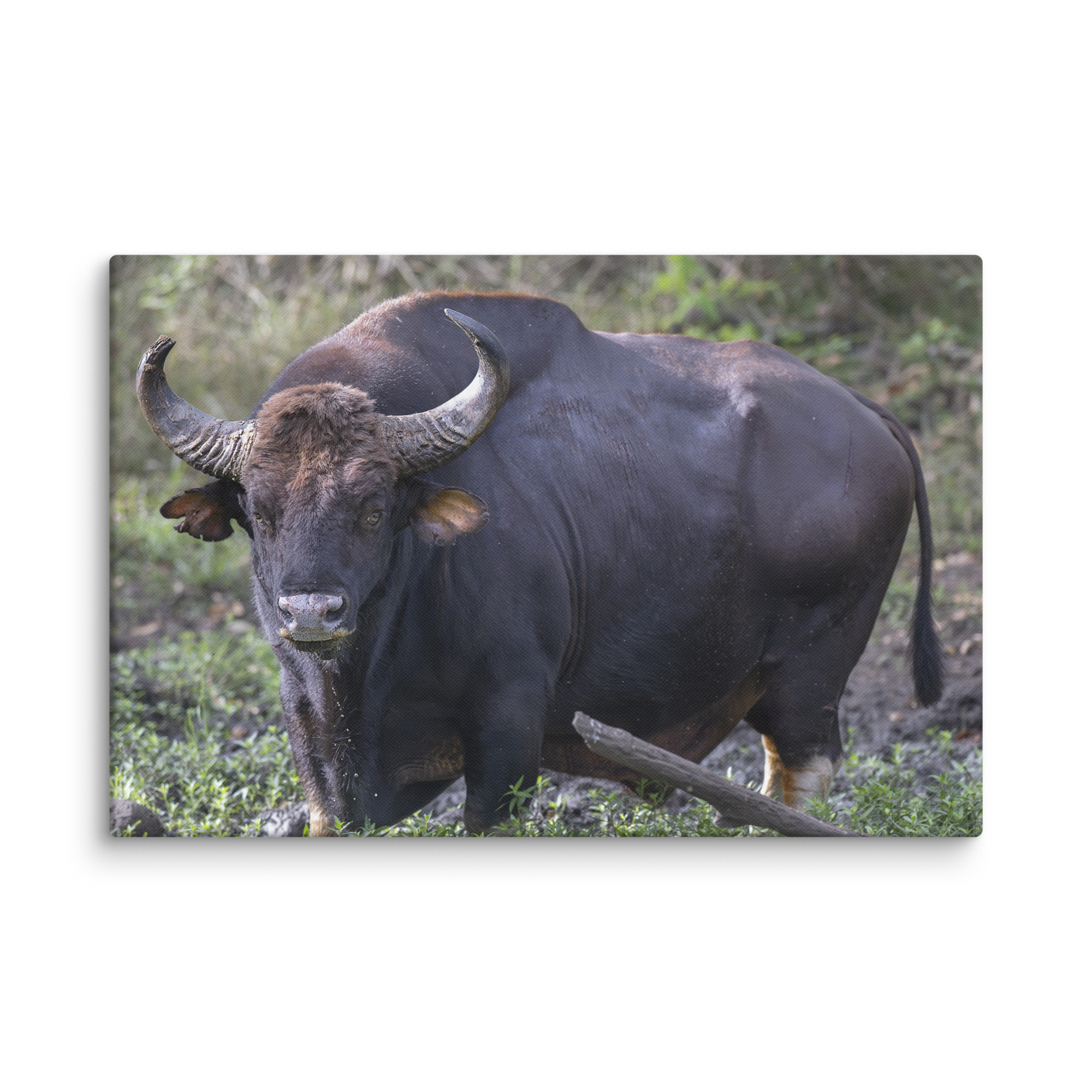 Gaur! Canvas - Image 14