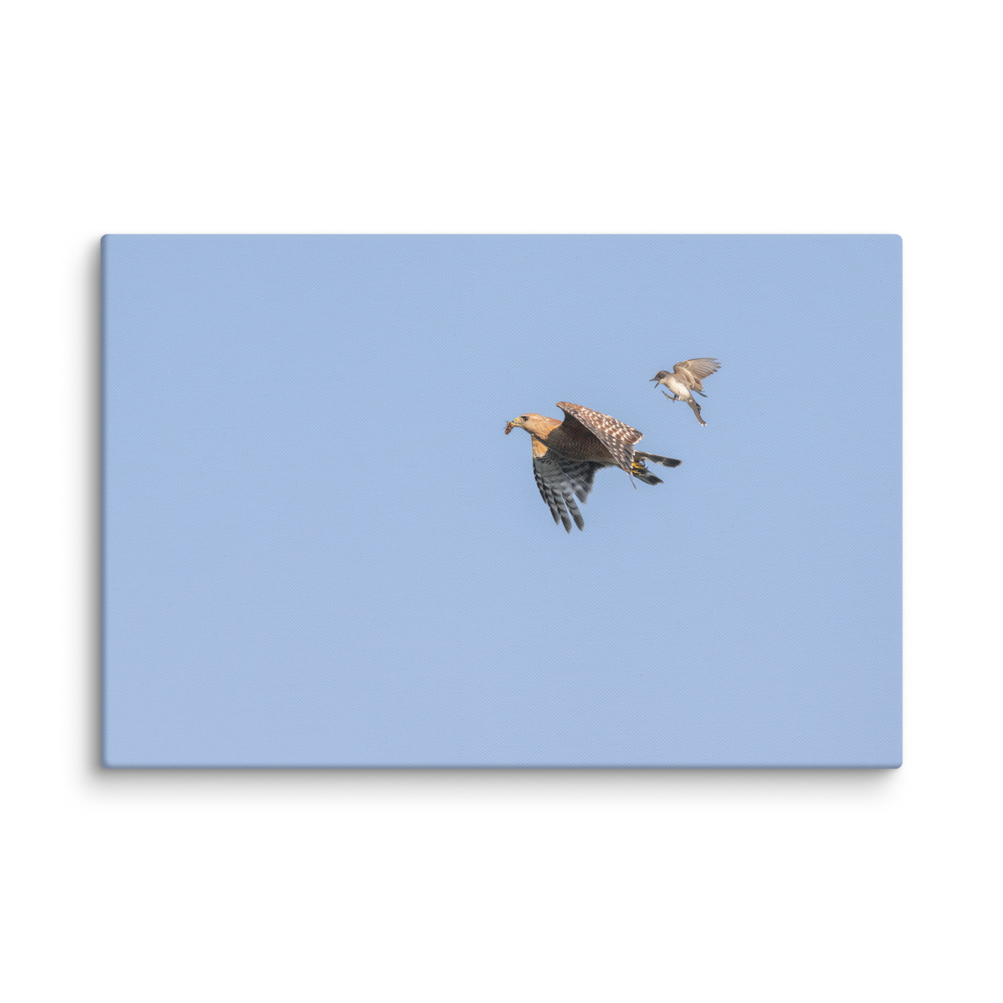 Eastern kingbird after Red-shouldered hawk! Canvas - Image 14