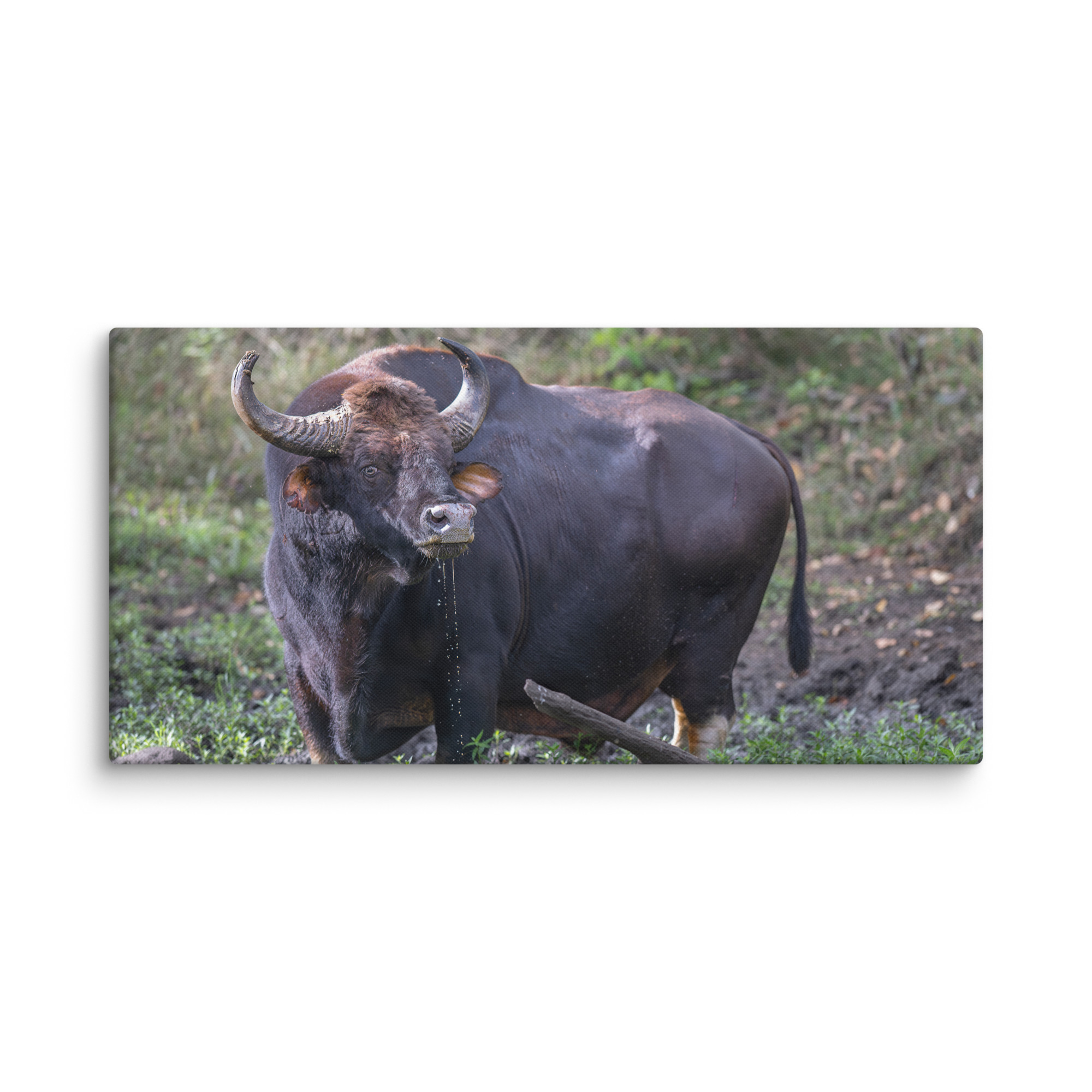 Indian Bison! Canvas - Image 15