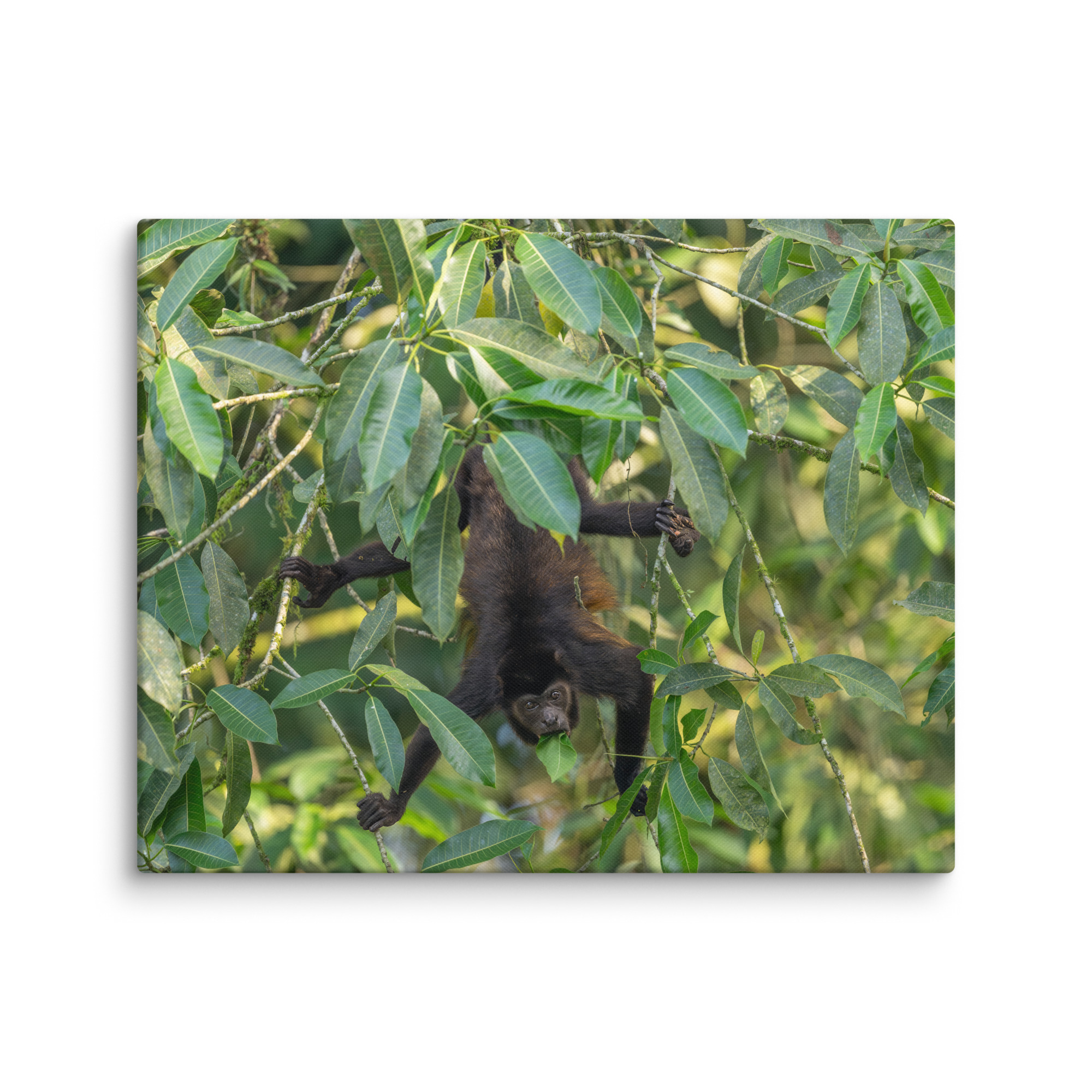 Howler monkey! Canvas - Image 17