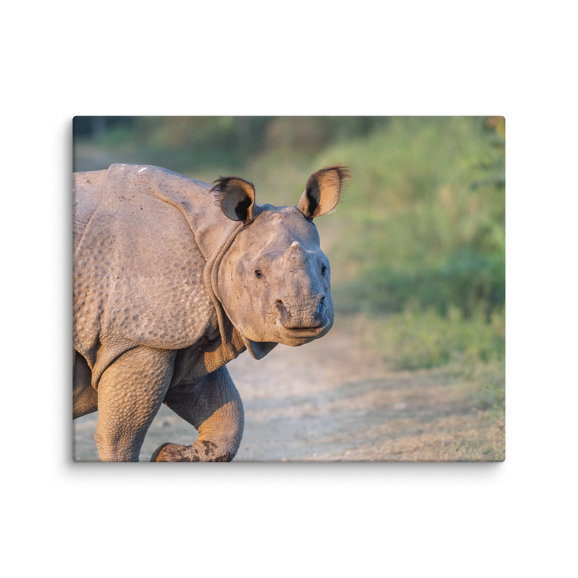 Indian rhinoceros! Canvas - Image 16