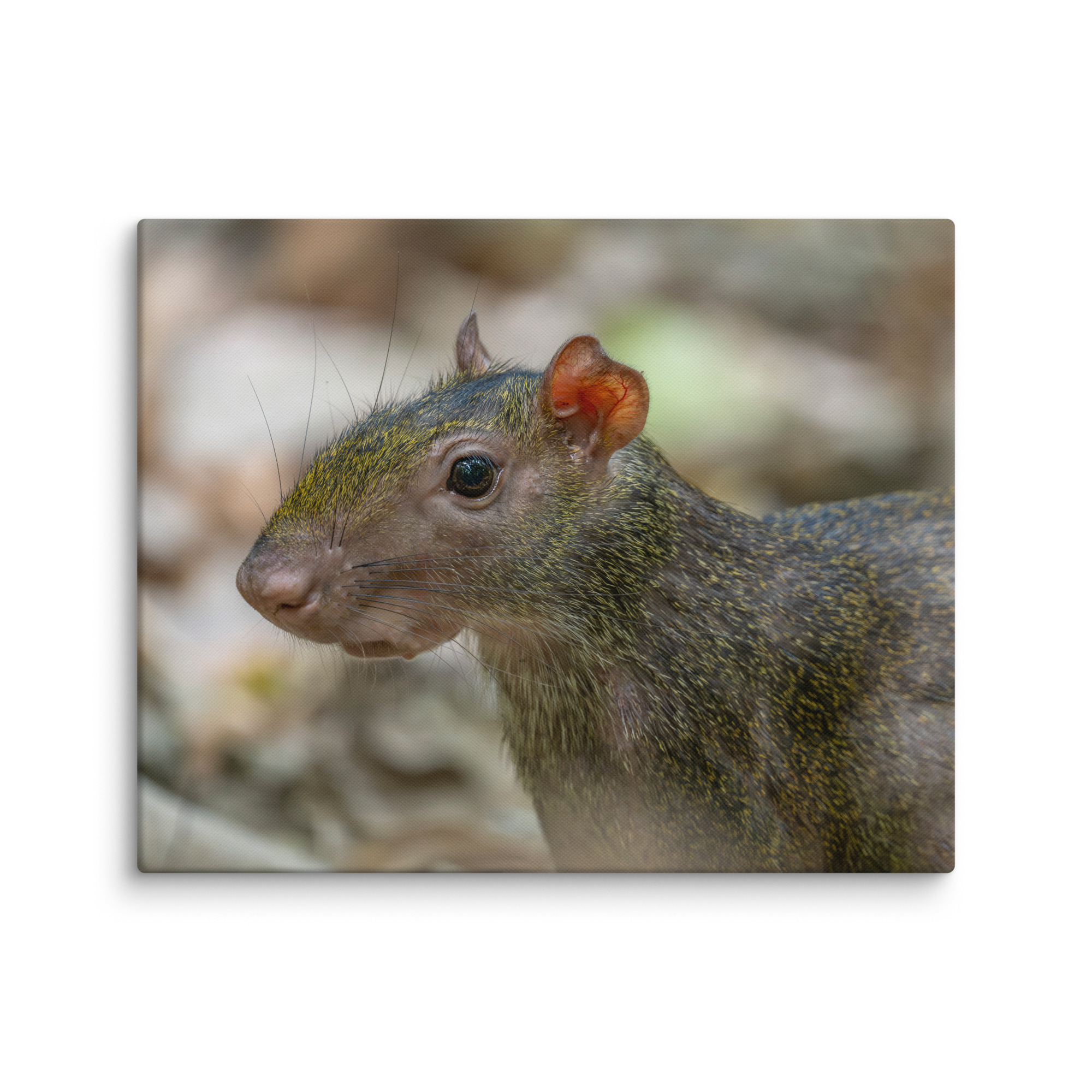 Agouti! Canvas - Image 16