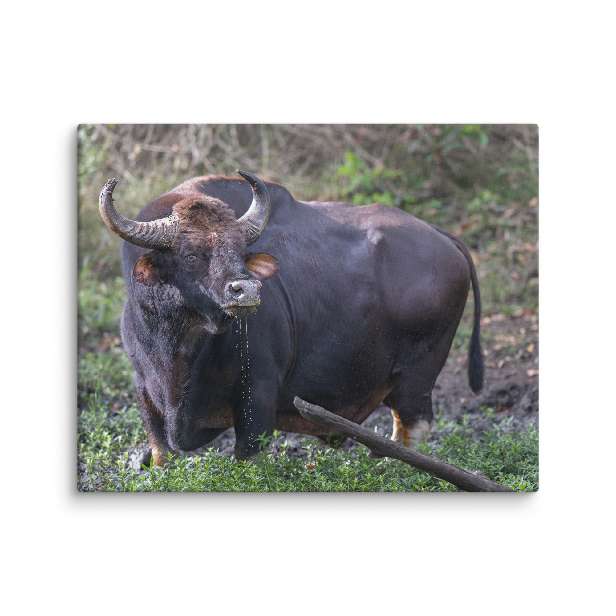 Indian Bison! Canvas - Image 17