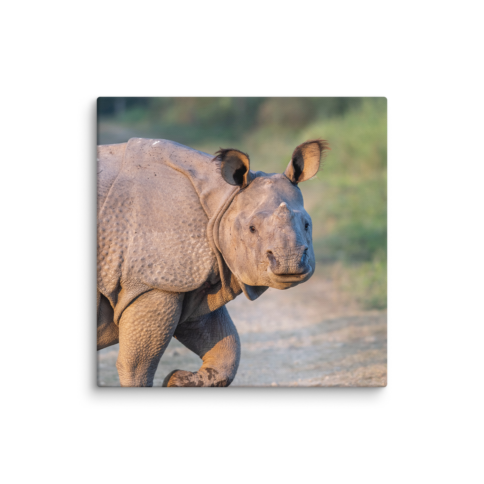 Indian rhinoceros! Canvas - Image 17