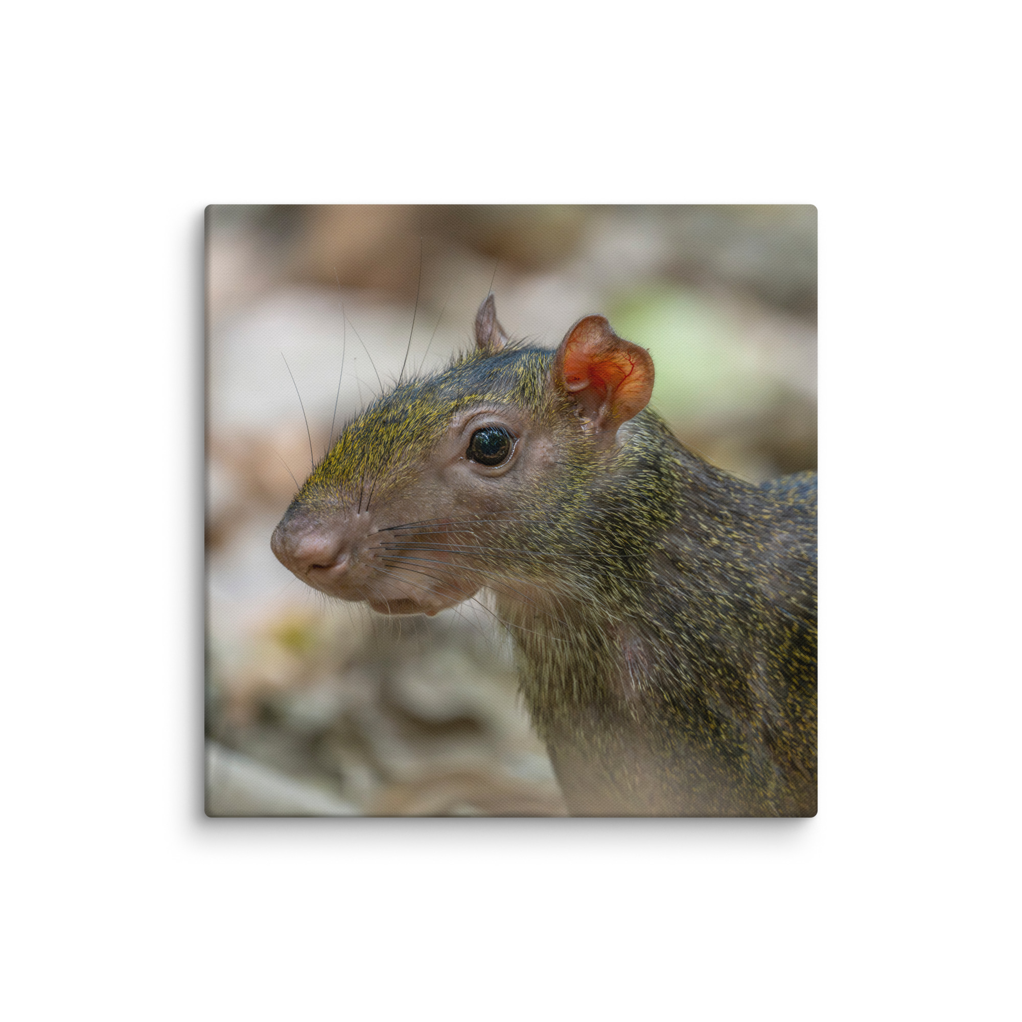 Agouti! Canvas - Image 17