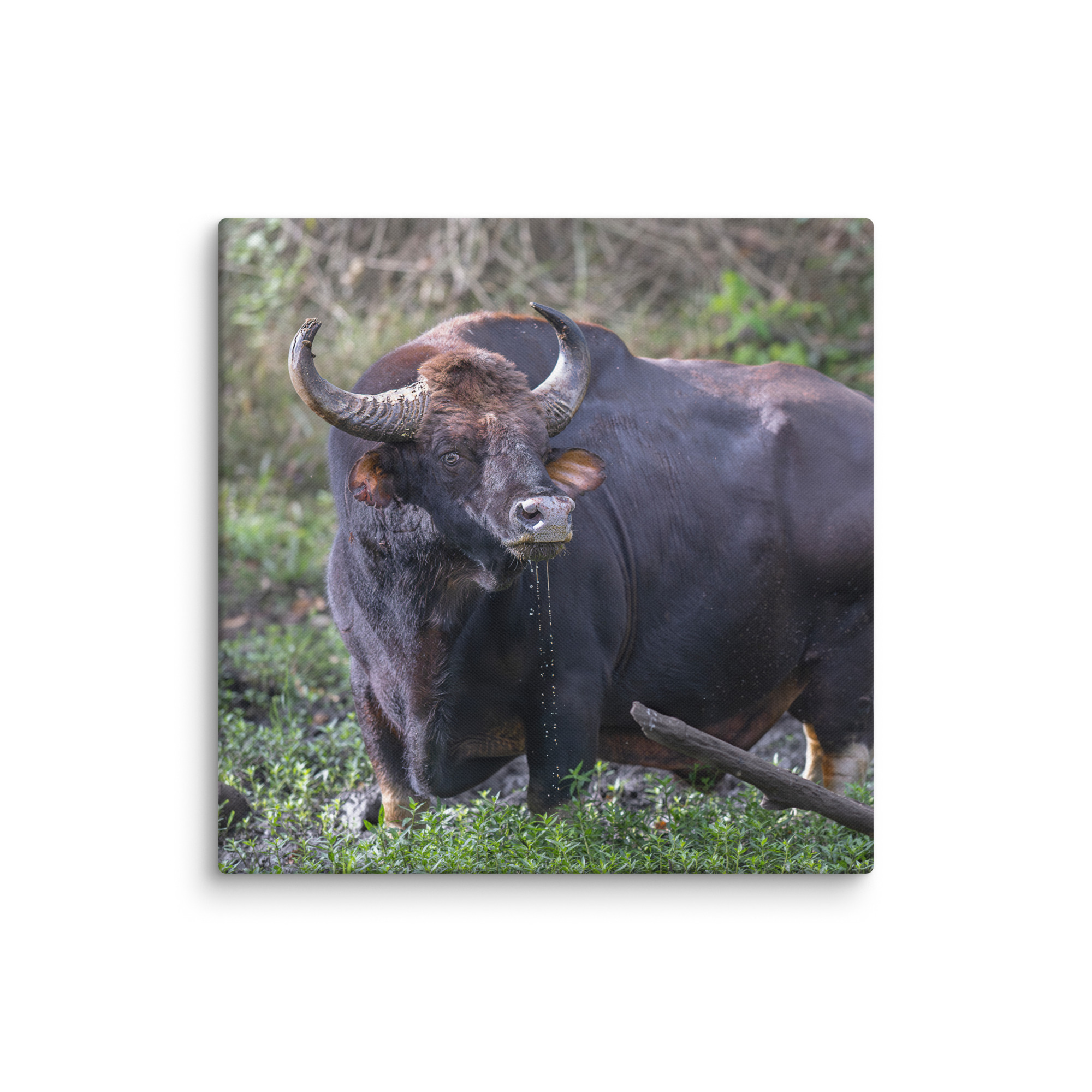 Indian Bison! Canvas - Image 18