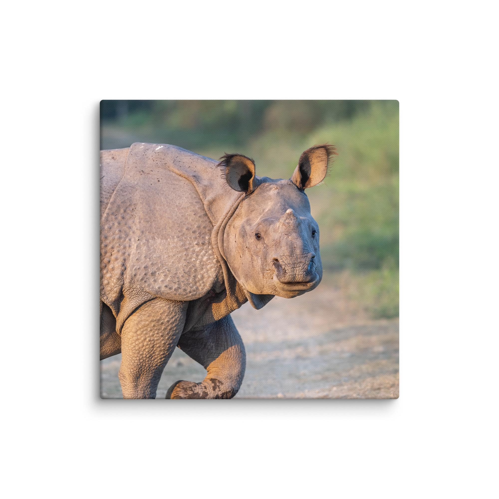 Indian rhinoceros! Canvas - Image 18