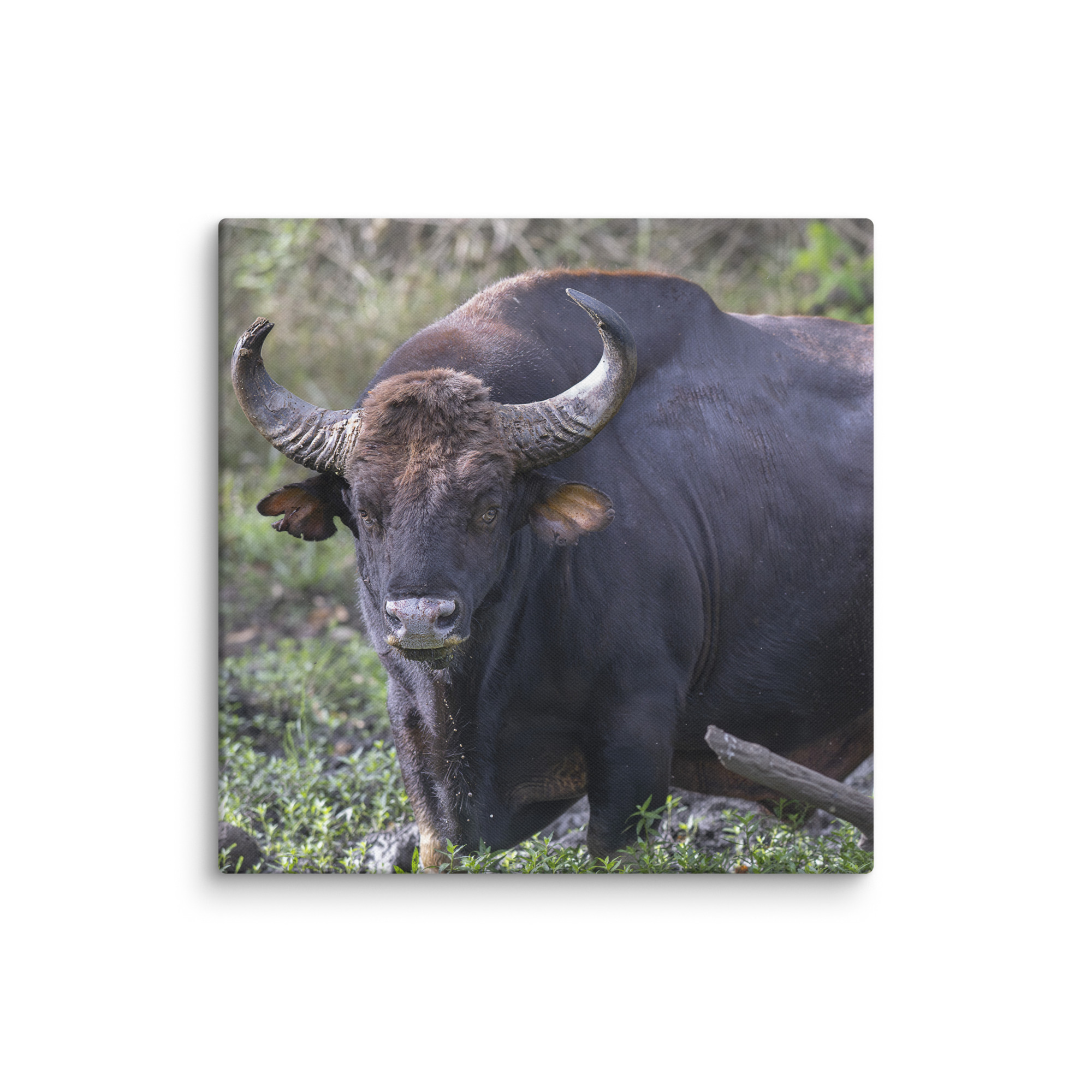 Gaur! Canvas - Image 18