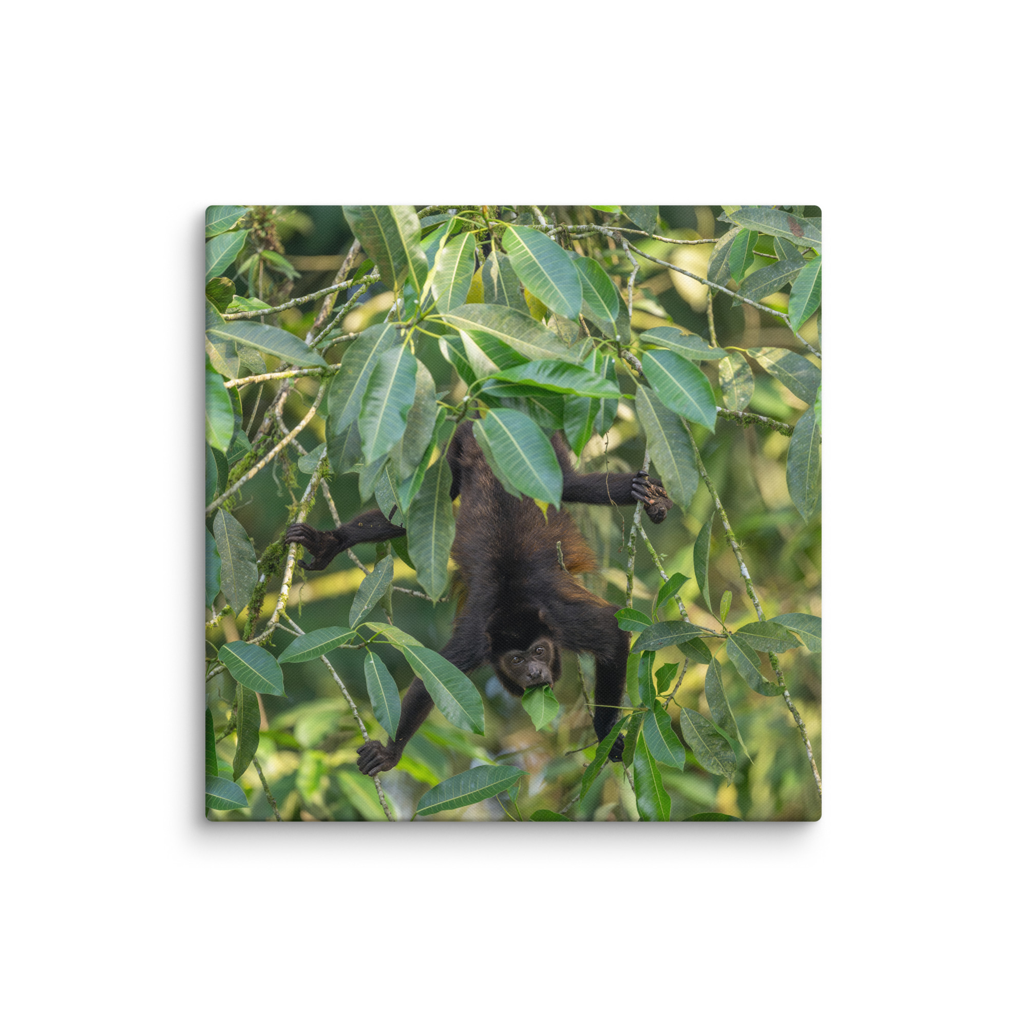 Howler monkey! Canvas - Image 20