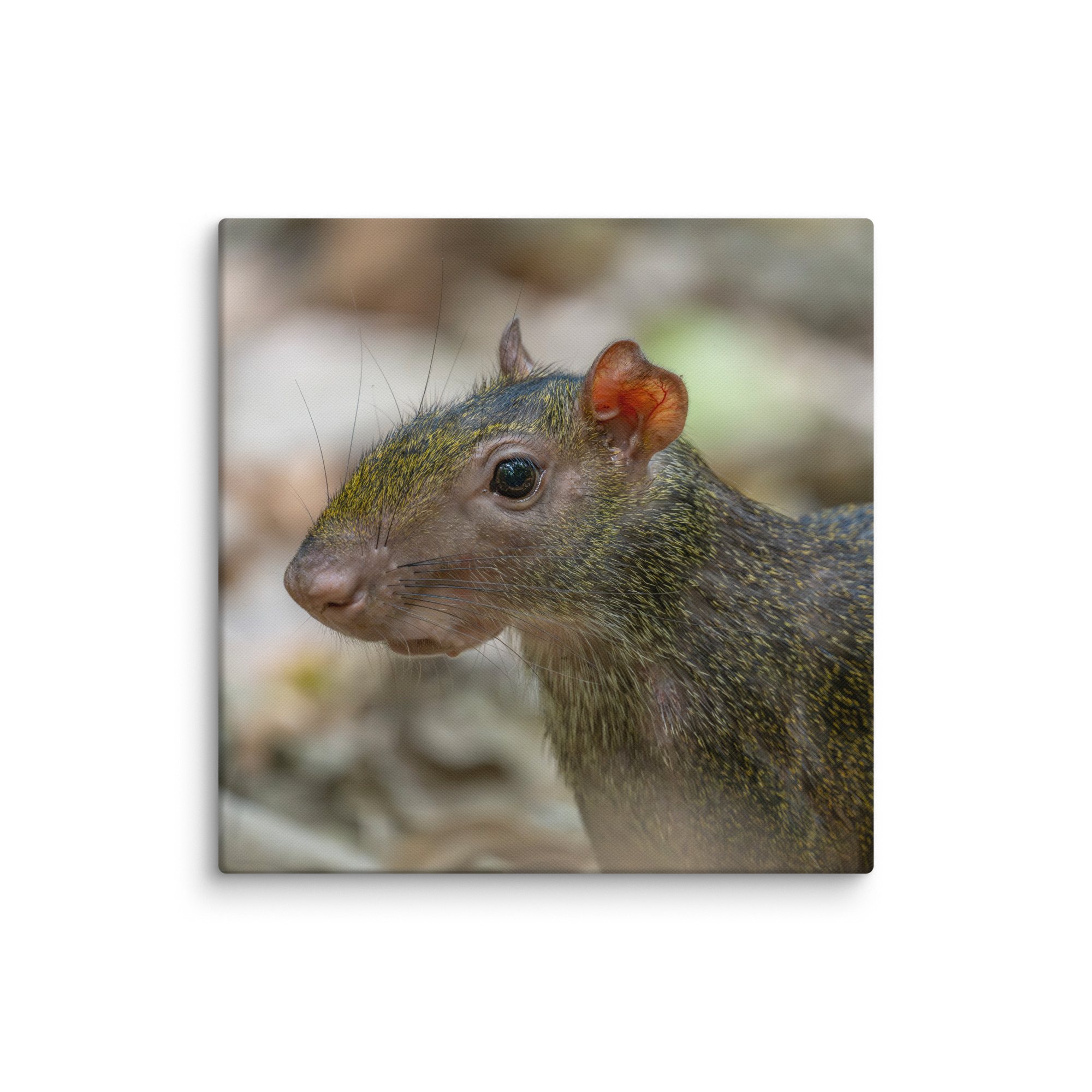 Agouti! Canvas - Image 19